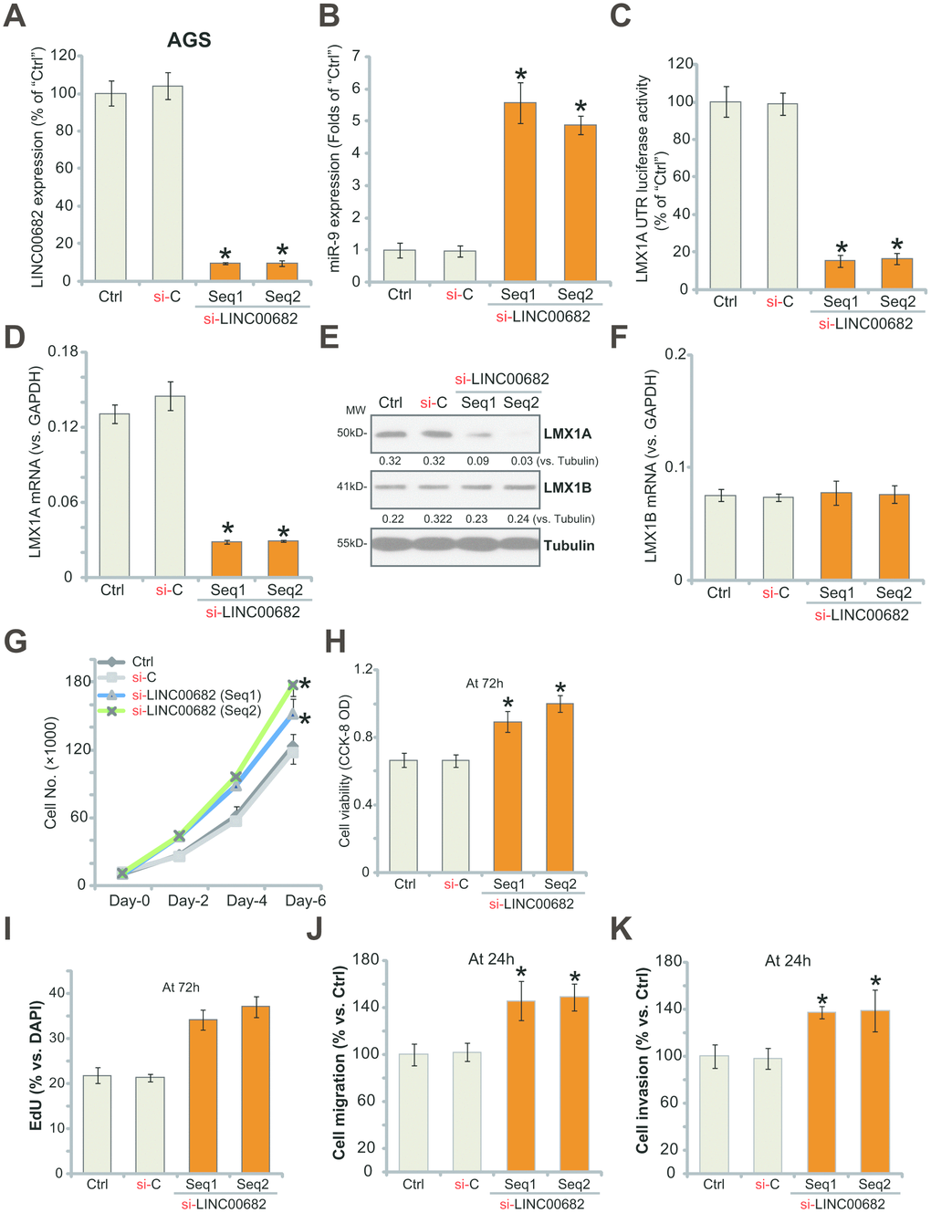 LINC00682 knockdown induces miR-9 upregulation but LMX1A downregulation, promoting AGS cell survival, proliferation, migration and invasion. AGS cells were transfected with 500 nM of LINC00682 siRNA (“Seq1/Seq2”, two rounds, total 48h) or the scramble non-sense control siRNA (“si-C”), expression levels of LINC00682 (A), miR-9 (B), LMX1A mRNA (D), LMX1B mRNA (F) were tested by qPCR; The relative LMX1A3’-UTR luciferase activity was tested (C); Expression of the listed proteins in total cell lysates was tested by Western blotting (E); Cells were further cultured for the indicated time periods, cell survival and proliferation in vitro were tested by the appropriate assays (G-I); Cell migration and invasion were tested by “Transwell” (J) and “Matrigel Transwell” (K) assays, respectively. Listed proteins were quantified and normalized to the loading control (E). For each assay, n=5 (five dishes or wells). *P vs. “si-C” cells. Experiments in this figure were repeated four times, and similar results were obtained.