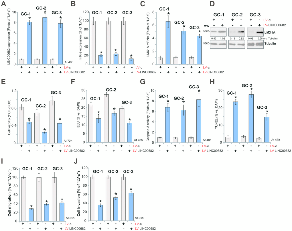 Ectopic overexpression of LINC00682 induces miR-9 downregulation but LMX1A upregulation, inhibiting survival and proliferation of primary human GC cells. The primary human GC cells, derived from three different primary GC patients (“GC-1/GC-2/GC-3”), were infected with LINC00682-expressing lentivirus (“LV-LINC00682”) or the lentivirus with empty vector (“LV-c”), followed by puromycin selection; Expression levels of LINC00682 (A), miR-9 (B), LMX1A mRNA (C), and listed proteins (D) were tested; Cells were further cultured for the indicated time periods, cell viability (CCK-8 OD, E) and proliferation (EdU staining, F) were tested; Cell apoptosis was tested by caspase-3 activity assay (G) and TUNEL staining (H). Cell migration and invasion were tested by “Transwell” (I) and “Matrigel Transwell” (J) assays, respectively. Listed proteins were quantified and normalized to the loading control (D). For each assay, n=5 (five dishes or wells). *P vs. “LV-c” cells. Experiments in this figure were repeated three times, and similar results were obtained.