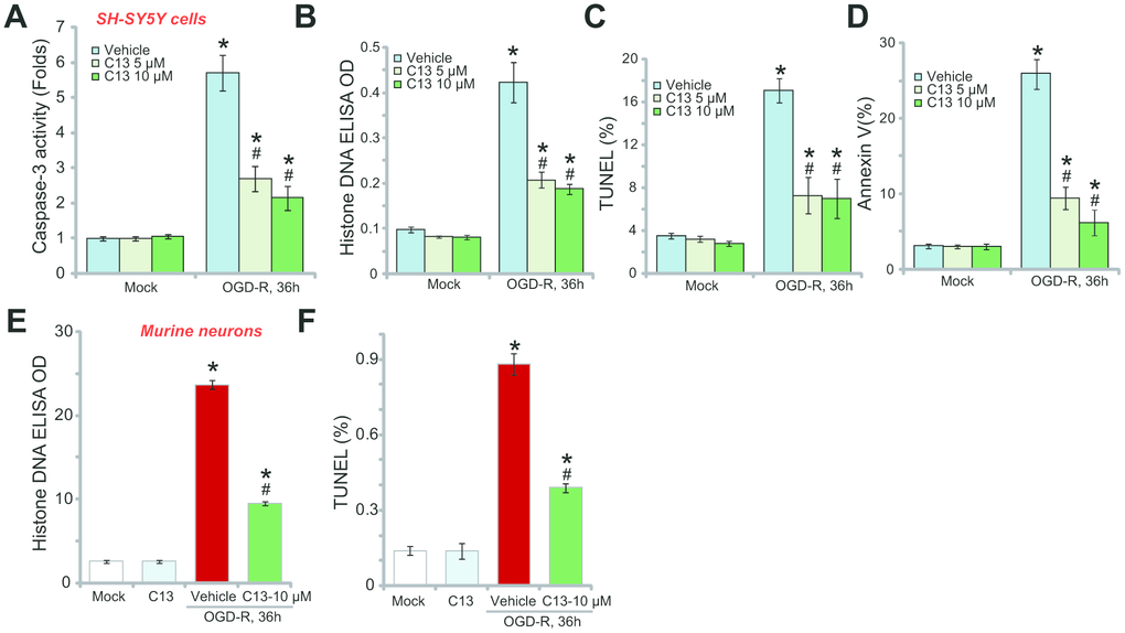 Compound 13 inhibited OGD-R-induced apoptosis activation in SH-SY5Y neuronal cells and primary neurons. SH-SY5Y human neuronal cells (A–D) or the primary murine hippocampal neurons (E and F) were pretreated (for 2h) with applied concentration (5/10 μM) of compound 13 (“C13”), followed by OGD-R stimulation for applied time periods, cell apoptosis was tested by the assays mentioned in the text. Bars stands for mean ± standard deviation (SD, n=5). * pvs. “Mock” cells. #pvs. cells with “OGD-R” treatment (no C13 pretreatment). Each experiment was repeated four times with similar results obtained.