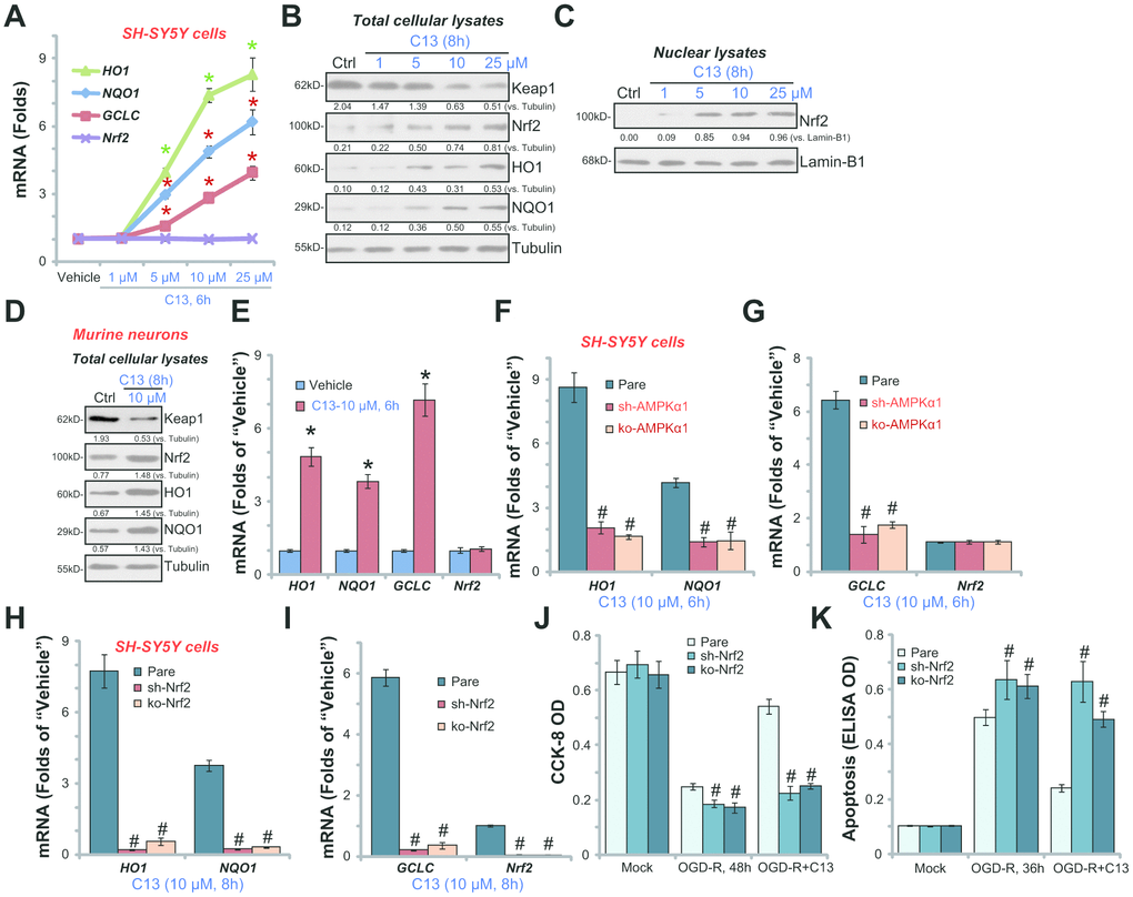 C13 activated AMPK downstream Nrf2 signaling in neuronal cells. SH-SY5Y human neuronal cells (A–C) or the primary murine hippocampal neurons (D and E) were treated with applied concentration of C13 for indicated time, expression of listed mRNAs (A and E) and proteins (in both total lysates and nuclear fraction lysates, B–D) were shown. The stable SH-SY5Y cells with AMPKα1 shRNA (“sh-AMPKα1”) and CRISPR/Cas-9 AMPKα1-KO construct (“ko-AMPKα1”), as well as the parental control cells (“Pare”), were treated with C13 (10 μM) for indicated time, expression of listed mRNAs were shown (F and G). The stable SH-SY5Y cells with Nrf2 shRNA (“sh-Nrf2” cells) and CRISPR/Cas-9 Nrf2-KO construct (“ko-Nrf2” cells), as well as the parental control cells (“Pare”), were treated with C13 (10 μM) for indicated time, listed mRNAs were shown (H and I); Cells were also pretreated with C13 (10 μM) for 2h, followed by OGD-R stimulation for 36/48h, cell viability (CCK-8 assay, J) and apoptosis (Histone DNA ELISA assay, K) were tested. Expression of listed proteins were quantified and normalized to the loading controls (B–D). Bars stands for mean ± standard deviation (SD, n=5). * pvs. “Vehicle” control cells (A and E). #pvs. “Pare” cells (F-K). Each experiment was repeated three times with similar results obtained.