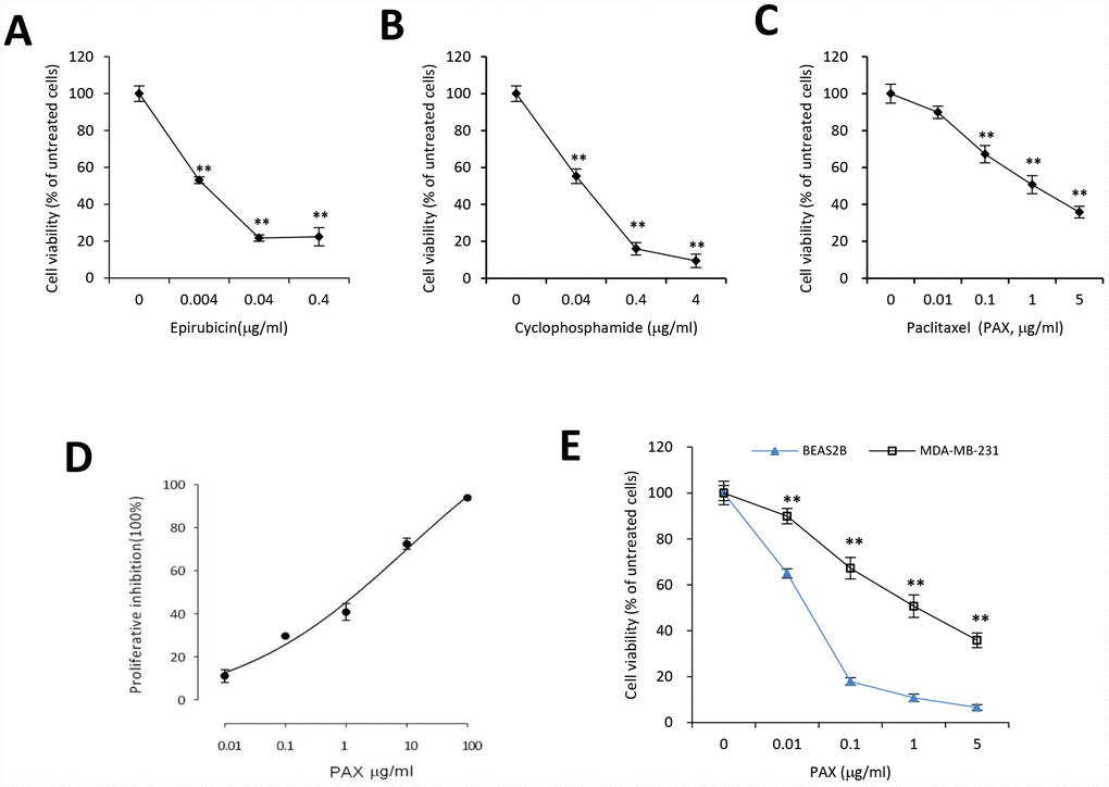 Chemoresistance of breast cancer MDA-MB-231 cells against PAX, cyclophosphamide or epirubicin. MDA-MB-231 cells were treated with different concentrations of epirubicin (A), cyclophosphamide (B), or PAX (C) for 24 hours, respectively. Chemoresistance was shown by cell viability. n=3 for each treatment. **pD) The half maximal inhibitory concentration (IC50) of PAX in MDA-MB-231 cells was determined by using CCK8. (E) BEAS-2B, the immortalized normal cells, and MDA-MB-231 cells were treated with 0.01, 0.1, 1 or 5 μg/ml PAX respectively for 24 hours. n=3 for each treatment. **p