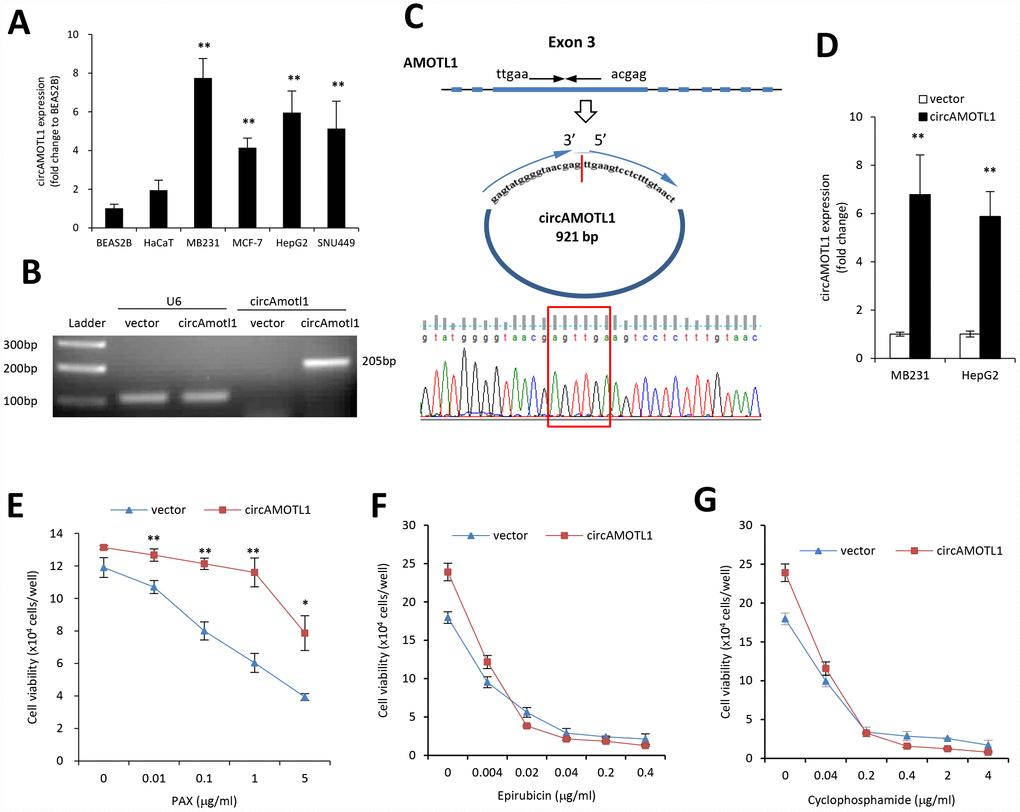 Role of circular RNA of circAMOTL1 expression in drug resistance. (A) The expression of circAMOTL1 in immortalized normal cells BEAS-2B and HaCaT, and cancer cells MDA-MB-231, MCF-7, HepG2 and SNU449 were examined using real-time PCR (n=4). **pB) The expression of circAMOTL1 was shown in agarose gel after the MDA-MB-231 cells were transfected with circAMOTL1 plasmids or vector control. (C) The existence of circAMOTL1 was validated by Sanger sequencing. Red arrow represents “head to tail” junction of circAMOTL1. (D) The overexpression of circAMOTL1 was validated by qPCR in the MDA-MB-231 and HepG2 cells. n=6. **pE), epirubicin (F), or cyclophosphamide (G) for 24 hours, respectively. Chemoresistance was shown by cell viability. n=3 for each treatment. **p