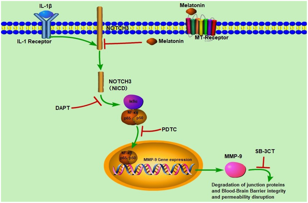 Schematic diagram of the regulatory effects of melatonin on BBB integrity and permeability. IL-1β induced NOTCH3 (NICD) expression which activated NF-κB/p65 expression. NF-κB/p65 translocated to the nucleus to induce MMP-9 expression, and MMP-9 disrupted BBB integrity and permeability. When melatonin, DAPT, PDTC, and SB-3CT were added respectively, NOTCH3 expression was significantly inhibited, leading to decreased NF-κB/p65 and MMP-9 expression, which protected BBB integrity and permeability.