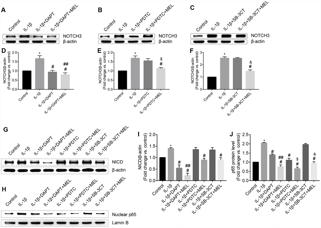 Melatonin pretreatment affects NOTCH3 and p65 protein expression and nuclear translocation of p65 in the different groups. (A, D) NOTCH3 protein expression was analyzed by western blot and quantified by densitometric analysis for IL-1β-treated, IL-1β + DAPT and IL-1β + DAPT + MEL groups compared with the control group; (B, E) NOTCH3 protein expression was analyzed by western blot and quantified by densitometry analysis in IL-1β-treated, IL-1β + PDTC, IL-1β + PDTC + MEL groups compared with the control group; (C, F) NOTCH3 protein expression was analyzed by western blot and quantified by densitometry analysis in IL-1β-treated, IL-1β + SB-3CT, and IL-1β + SB-3CT + MEL groups compared with the control group. (G, I) NICD protein expression was analyzed by western blot and quantified by densitometry analysis in IL-1β-treated, IL-1β + DAPT, IL-1β + DAPT + MEL, IL-1β + PDTC, IL-1β + PDTC + MEL, IL-1β + SB-3CT, and IL-1β + SB-3CT + MEL groups compared with the control group. (H, J) p65 protein was analyzed by western blot and quantified by densitometry analysis in these eight groups. Results are presented as the mean ± SD, n = 3. *p #p ##p $p &p 