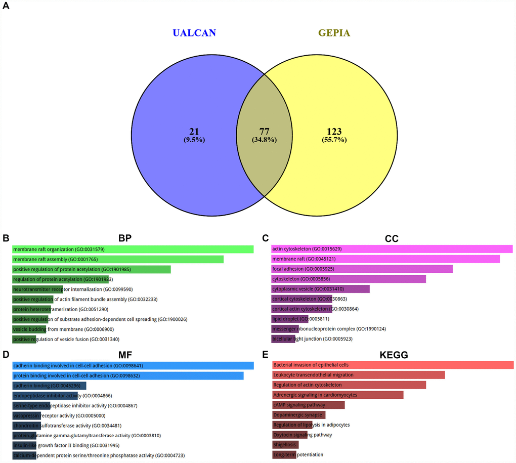 Enrichment analysis of co-expressed genes of SPOCK2 in ovarian cancer. (A) Identification of co-expressed genes of SPOCK2 in ovarian cancer using UALCAN and GEPIA database. (B) The top 10 enriched biological process (BP) items for the co-expressed genes of SPOCK2. (C) The top 10 enriched cellular component (CC) items for the co-expressed genes of SPOCK2. (D) The top 10 enriched molecular function (MF) items for the co-expressed items for the co-expressed genes of SPOCK2. (E) The top 10 enriched KEGG items for the co-expressed items for the co-expressed genes of SPOCK2.