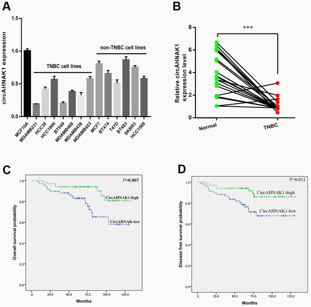 circANNAK1 is down-regulated and associated with malignant progression and poor prognosis of TNBC. (A) Expression of circAHNAK1 in breast cancer cell lines. (B) Expression of circAHNAK1 in breast cancer tissues and normal adjacent tissues. (C, D)The effect of circAHNAK1 expression on OS and DFS in patients with TNBC. *** P 