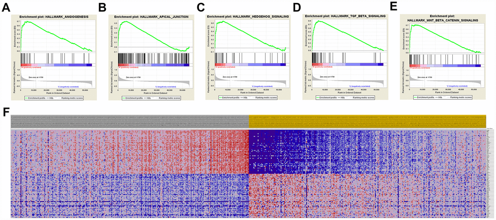 Significant PECAM1/CD31-related genes and hallmarks pathways in ccRCC obtained by GSEA. A total of 100 significant genes were obtained by GSEA with positive and negative correlation. (A–E) The most involved significant pathways included angiogenesis, apical junction, hedgehog signaling, TGF-beta signaling, and WNT/β/CATEMIN signaling. (F) Transcriptional expression profiles of the 100 significant genes were performed in a heat map.