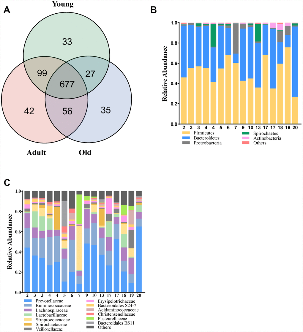 Comparison of the microbial composition between the three groups. (A) Venn diagram depicting OTU richness and the overlap in microbial communities between the young (green), adult (red) and old (blue) monkeys. (B, C) Relative abundance of OTUs assigned at the phylum and family levels.