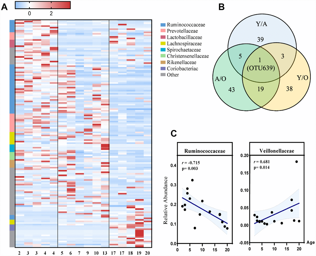 The most differentially expressed taxa among the three groups. (A) Heatmap of the 148 discriminative OTU abundances among the young, adult and old groups (LDA>2.0). OTUs (raw) were sorted by taxa and enriched groups, samples (column) were sorted by age. The intensity of color (blue to red) indicated the score normalized abundance for each OTU. (B) Venn diagram for different OTUs among the three groups. Blue designates enriched taxa between the young and adult groups; green designates enriched taxa between the adult and old groups; yellow designates the enriched taxa between the young and old groups. (C) Scatter diagram of the relative abundances of the age-related microbial families Ruminococcaceae and Veillonellaceae. The correlation was tested by Pearson’s correlation analysis and was adjusted by partial correlation analysis.