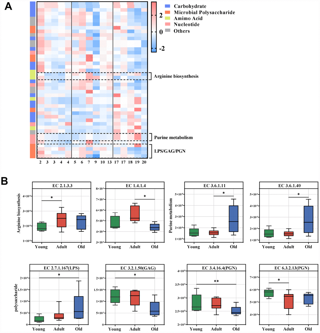 Age-related microbial functions in the KEGG pathway. Different KEGG enzymes identified by LEfSe analysis of the metagenomic sequences (LDA>2.0). (A) Heatmap of the abundances of different enzymes. Enzymes (raw) were sorted by taxa and enriched group, and samples (column) were sorted by age. The intensity of the color (blue to red) indicates the score normalized abundance for each enzyme. (B) Boxplot for the marked KEGG enzymes in different age groups. ECs were classified into pathways for arginine, purine and microbial polysaccharide metabolism. The abundances of different ECs were calculated by reads number. LEfSe was used to detect features with significantly different abundances using the Kruskal–Wallis rank sum test, and LDA was performed to evaluate the effect size of each feature. *P