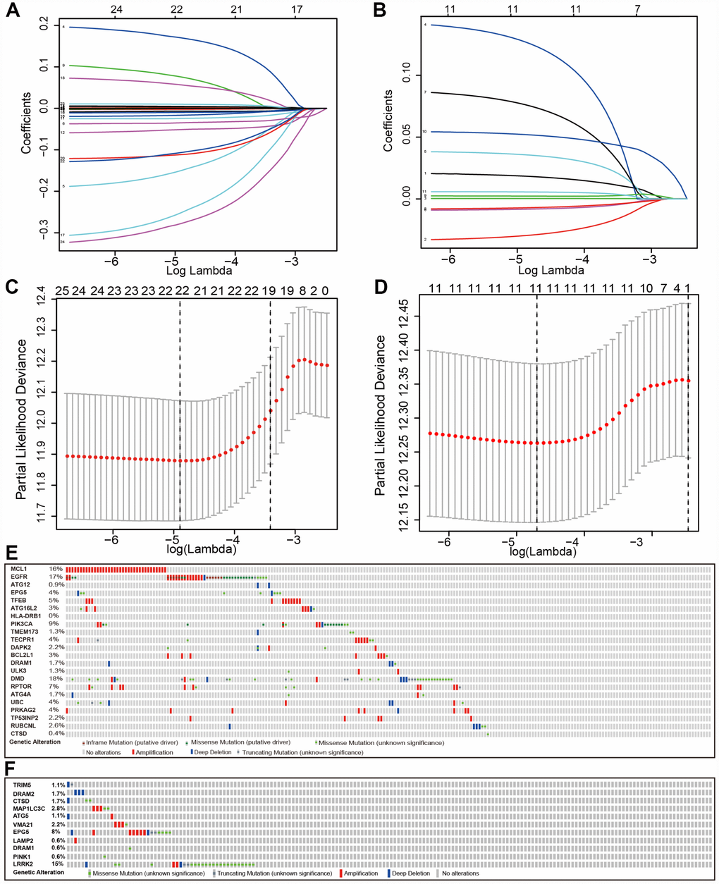 Establishment of prognostic gene signature by LASSO regression analysis. LASSO coefficient profiles of the 25 genes in TCGA-LUAD (A) and 11 genes in TCGA-LUSC (B). A coefficient profile plot was generated against the log (lambda) sequence. Selection of the optimal parameter (lambda) in the LASSO model for TCGA-LUAD (C) and TCGA-LUSC (D). (E) Genetic alteration of the 22 genes in the TCGA-LUAD cohort (TCGA, Provisional). (F) Genetic alteration of the 11 genes in the TCGA-LUSC cohort (TCGA, Provisional).