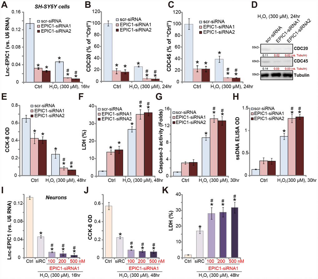 Lnc-EPIC1 siRNA potentiates H2O2-induced neuronal cell death. SH-SY5Y cells (A–H) or the primary human neuron cultures (I–K) were transfected with applied Lnc-EPIC1 siRNA (“EPIC1-siRNA1/2”, 100-500 nM) or scramble control siRNA (“scr-siRNA”, 500 nM) for 48h, then treated with/without hydrogen peroxide (H2O2, 300 μM), cells were further cultured for indicated time, expression of Lnc-EPIC1 (A and I) and listed mRNAs (B and C) were tested by qPCR assay; Expression of listed proteins was tested by Western blotting assay (D); Cell viability (by the CCK-8 assay, E and J), cell death (by the LDH assay, F and K) and apoptosis (by the caspase-3 activity and ssDNA ELISA, G and H) were tested. Listed proteins were quantified, with the values normalized to Tubulin (D). Bars stand for mean ± standard deviation (SD, n=5). * P vs. “Ctrl” treatment in “scr-siRNA” cells. #P vs. H2O2 treatment of “scr-siRNA” cells. Experiments in this figure were repeated three times, and similar results were obtained.