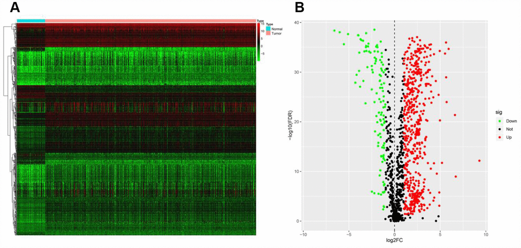 Expression of IRGs in the two sample groups. (A) Heat map of IRGs; the green to red spectrum indicates low to high gene expression. (B) Volcano plot of IRGs; the green dots represent downregulated IRGs, the red dots represent upregulated IRGs and the black dots represent IRGs that were not significantly differentially expressed.