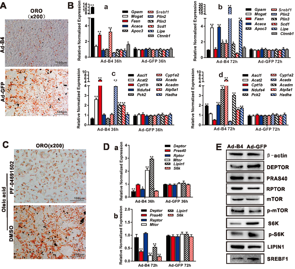 BMP4 inhibits triglyceride accumulation through regulating the genes involved in lipid metabolism and members of mTORC1 signaling pathway in hepatocytes. (A) Primary mouse hepatocytes were infected with Ad-B4 or Ad-GFP for 7 days, and subjected to ORO staining. (B) Primary mouse hepatocytes were infected with Ad-B4 or Ad-GFP for 36h and 72h. Total RNA was isolated and subjected to TqPCR analysis of the expression of the genes involved in triglyceride synthesis and storage (a and b) and triglyceride breakdown (c and d). Relative expression was calculated by dividing the relative expression values (i.e., gene/Gapdh) in “**” p C) Oleic acid (0.05mM)-induced hepatocytes were treated with 1nM PF-04691502 or DMSO for 7 days, and subjected to ORO staining. (D) Primary mouse hepatocytes were infected with Ad-B4 or Ad-GFP for 36h and 72h. Total RNA was isolated and subjected to TqPCR analysis of the expression of the members of mTORC1 signaling pathway (a and b). Relative expression was calculated by dividing the relative expression values (i.e., gene/Gapdh) in “**” p E) Primary mouse hepatocytes were infected with Ad-B4 or Ad-GFP for 72h, and total cell lysate was subjected to Western blotting analysis of the expression of the members of mTORC1 signaling pathway. Each assay condition was done in triplicate, and representative images are shown or indicated by arrows.