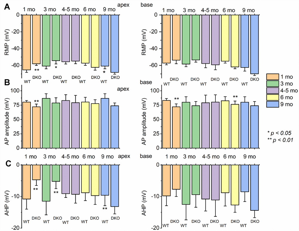 Changes of membrane properties of WT versus DKO SGNs isolated from cochlear apex and base at different ages (1- 3- 4-5- 6- and 9-month). (A) The resting membrane potential (RMP) of SGNs was significantly altered at different stages in development. (B) Changes in AP amplitudes of WT and DKO SGNs from apical and basal cochlea are summarized. (C) Amplitude of afterhyperpolarization (AHP) measured and summarized (*p p t-test. Other action potential parameters such as latency and duration were measured but not shown (we did not identify any significant changes in action potential latency and duration in WT versus DKO at different stages of development and location in the cochlea).