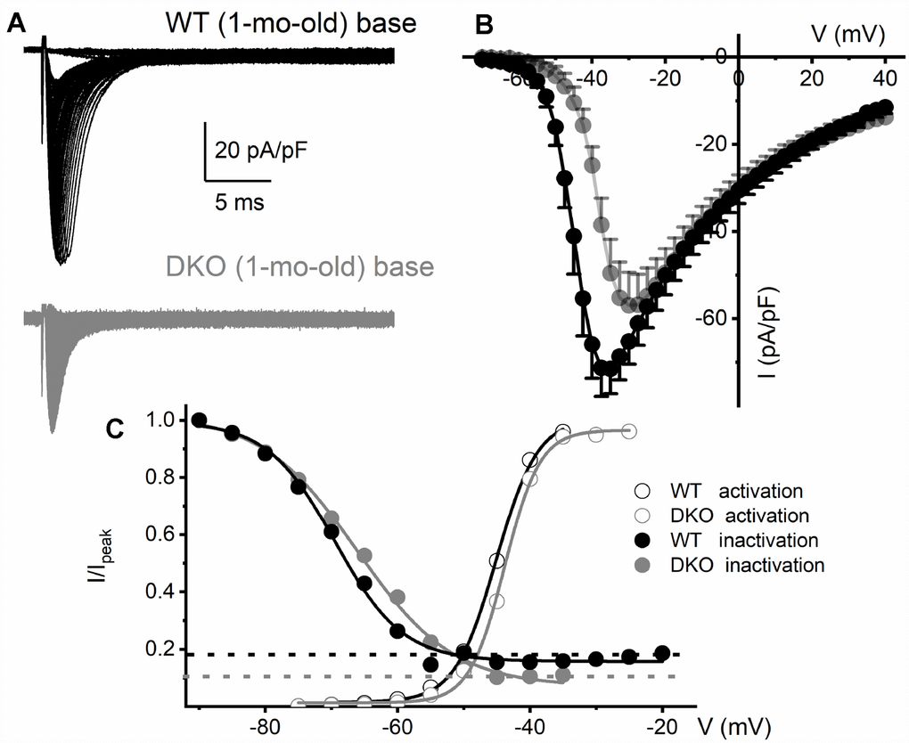 Reduced Na+ current density and available current in KNa1 DKO SGNs. (A) Whole-cell inward Na+ currents were elicited using depolarizing steps from -70 mV to 35 mV (ΔV = 2.5 mV). The currents normalized to individual membrane capacitance (Cm), were recorded from 1-mo-old mice using basal SGNs from WT (shown with black traces) and DKO (shown with grey traces). Data were generated from 15 SGNs of each experimental group. (B) Consistent differences were noted in the peak Na+ current (I)- voltage (V) relation among WT (●) apical and DKO (●) SGNs. (C) In WT ~20% of the Na+ current is sustained, and in the DKO, ~10% persisted. Voltage-dependent activation and inactivation curves fitted with Boltzmann functions. Half-inactivation potentials (V1/2) were measured by fitting plots to them. The V1/2 of the steady-state inactivation for WT was -69.5 ± 3.1 mV and the slope factor k, was, 5.1 ± 0.9 mV (n = 9) and DKO was -66.3 ± 2.7 mV and the slope factor k, was 7.3 ± 0.7 mV (n = 11). The activation curves for Na+ currents from WT and DKO were fitted with the Boltzmann function. The V1/2 for activation WT SGN was -45.1 ± 2.8 mV, and the slope factor k, was 3.1 ± 0.8 mV (n = 9) and DKO was -43.8 ± 2.6 mV, and the slope factor k, was 2.7 ± 0.5 mV (n = 11).