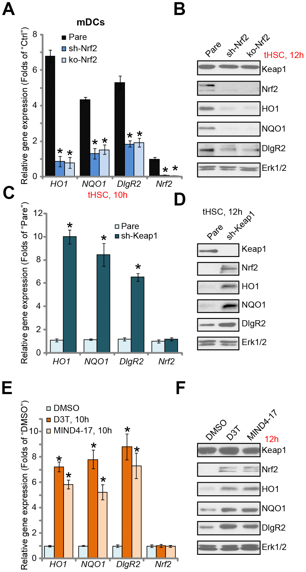 Nrf2 activation is required for tHSCs-induced DIgR2 expression in mDCs. The stable bone marrow-derived dendritic cells (mDCs), with Nrf2 shRNA (“sh-Nrf2”) or Nrf2 KO construct (“ko-Nrf2”), as well as the parental control mDCs (“Pare”), were co-cultured with tumor HSCs (tHSCs; mDCs to tHSCs ratio, 20: 1) for applied time, expression of listed genes was shown (A and B). Expression of listed genes in stable mDCs with Keap1 shRNA (“sh-Keap1”) or the parental control mDCs (“Pare”) was shown (C and D). Control mDCs were treated with 3H-1,2-dithiole-3-thione (D3T, 25 μM), MIND4-17 (10 μM) or vehicle control (0.25% DMSO) for applied time, listed genes were shown (E and F). Data are presented as the mean ± standard deviation (n=5). “Ctrl” stands for mDCs only. * P C). * P E). The experiments in this figure were repeated three times, and similar results were obtained.