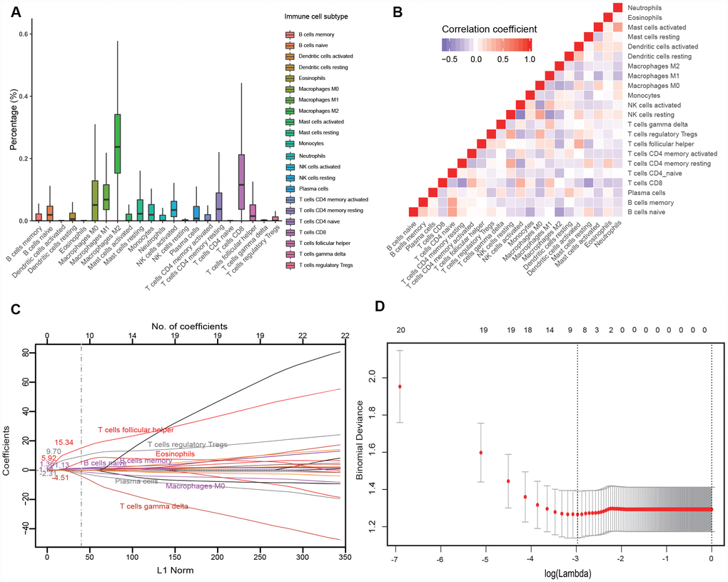 Construction of the immunoscore model. (A) Bar charts summarizing the fractions of 22 immune cell subsets of 134 melanoma tissues before anti-PD1 therapy. (B) Hierarchical clustering shows the collinearity of 22 immune cell subsets in the training cohort, where each cell indicates the Pearson correlation between the row and column corresponding immune cell subsets. The legend characterizes the color change corresponding to the change of correlation coefficient from -0.65 to 1.0. (C) LASSO coefficient of the 22 immune cell subsets. Each curve corresponds to an immune cell subset; the dotted line indicates the value of λ chosen by 200-fold cross-validation via min criteria. (D) 200-fold cross-validation for variable selection in the LASSO regression. PD1, programmed death 1; LASSO, least absolute shrinkage and selection operator.