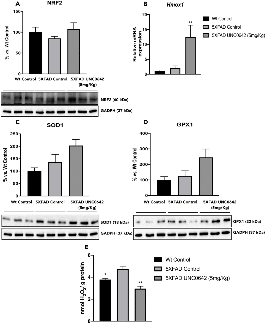 Representative WB, and quantification for NRF2 (A), SOD1 (C), and GPX1 (D). Representative gene expression for Hmox1 (B). Representative OS measured as hydrogen peroxide concentration in homogenates of the hippocampus tissue (E). Values in bar graphs are adjusted to 100% for protein levels of the Wt Control. Gene expression levels were determined by real-time PCR. Values represented are mean ± Standard error of the mean (SEM); (n = 3-6 for each group). *p**p