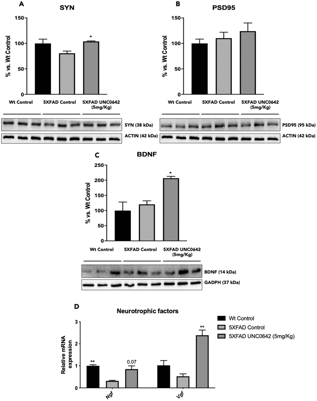 Representative WB, and quantification of neuroplasticity markers for SYN (A), PSD95 (B), and BDNF (C). Representative gene expression of neurotrophic factors for Ngf, and Vgf (D). Values in bar graphs are adjusted to 100% for protein levels of the Wt Control. Gene expression levels were determined by real-time PCR. Values represented are mean ± Standard error of the mean (SEM); (n = 4-6 for each group). *p**p