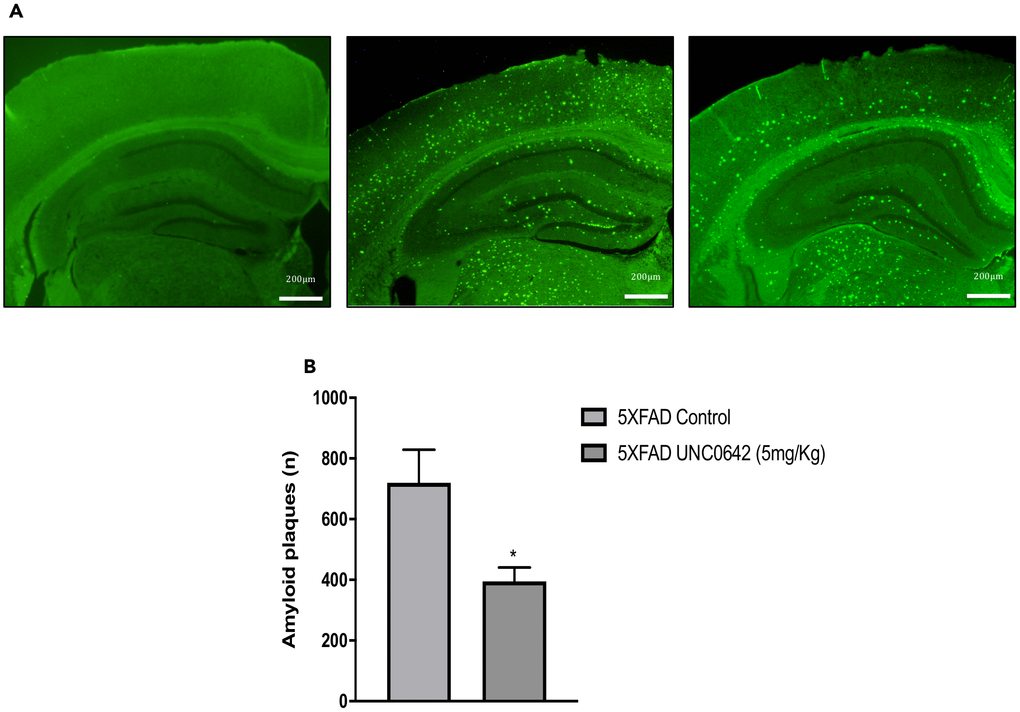 Representative images (A) and quantifications (B) of β-amyloid plaques stained with Thioflavin-S in Wt Control, 5XFAD Control and 5XFAD treated with UNC0642 (5mg/Kg). Values represented are mean ± Standard error of the mean (SEM); (n = 4 for each group). *p