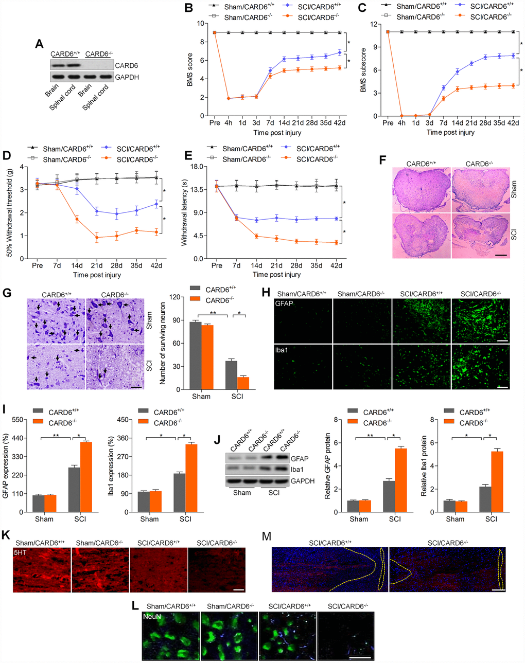 CARD6 knockout accelerates SCI in mice. (A) Western blot analysis CARD6 protein expression in brain and lumbar spinal tissues from CARD6+/+ or CARD6-/- mice. (B) The BMS scores and (C) BMS subscores were measured in each group of mice. (D) The withdrawal threshold was measured to calculate the mechanical hypersensitivity in each group of mice. (E) The withdrawal latency was measured to determine the thermal hypersensitivity in each group of mice. (F) H&E staining of adjacent sections. Scale bar: 100 μm. (G) Nissl staining of lumbar spinal cords in the ventral horn of gray matter from mice 3 days after SCI. The number of survived neuron was quantified. Scale bar: 100 μm (black arrows: the normal surviving neurons). (H) IF staining of GFAP and Iba-1 in the spinal dorsal horn of mice. Scale bar: 100 μm. (I) Quantification of GFAP and Iba-1 following IF analysis. (J) Western blot analysis of GFAP and Iba-1 in the lumbar spinal cord segments. (K, L) 5-HT and NeuN staining of axons in white matter tracts at the site of cord compression. (M) BDA-labeled the corticospinal tracts in proximity of the lesion sites of CARD6+/+ or CARD6-/- mice after SCI for 3 days. Data represented means ± SEM (n=8 each group). *p **p 