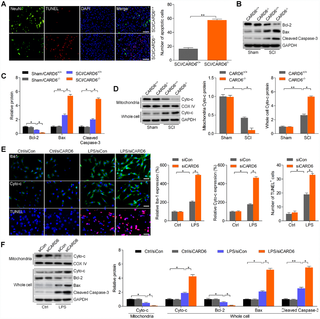 CARD6 knockout enhances apoptosis after SCI. (A) Representative images of NeuN/TUNEL double staining in dorsal horn of mice. The number of apoptotic cells (TUNEL positive) was quantified. Scale bar: 100 μm. (B, C) Western blot analysis of Bcl-2, Bax and cleaved Caspase-3 protein expression levels in the lumbar spinal cord segments. (D) Western blot analysis of mitochondrial and whole cell Cyto-c in the lumbar spinal cord segments. (E, F) BV2 cells with or without CARD6 knockdown were treated with LPS (100 ng/ml) for 24 h. (E) Then, IF staining was used to determine Iba1, Cyto-c and TUNEL levels. The quantification of Iba1, Cyto-c and TUNEL expression levels was exhibited. Scale bar: 50 μm. (F) Western blot analysis was used to calculate Cyto-c protein levels in mitochondria, or Cyto-c, Bcl-2, Bax and cleaved Caspase-3 expression in whole cell as indicated. Data represented means ± SEM (n=8 each group for in vivo studies; n=6 each group for in vitro studies). *p **p 