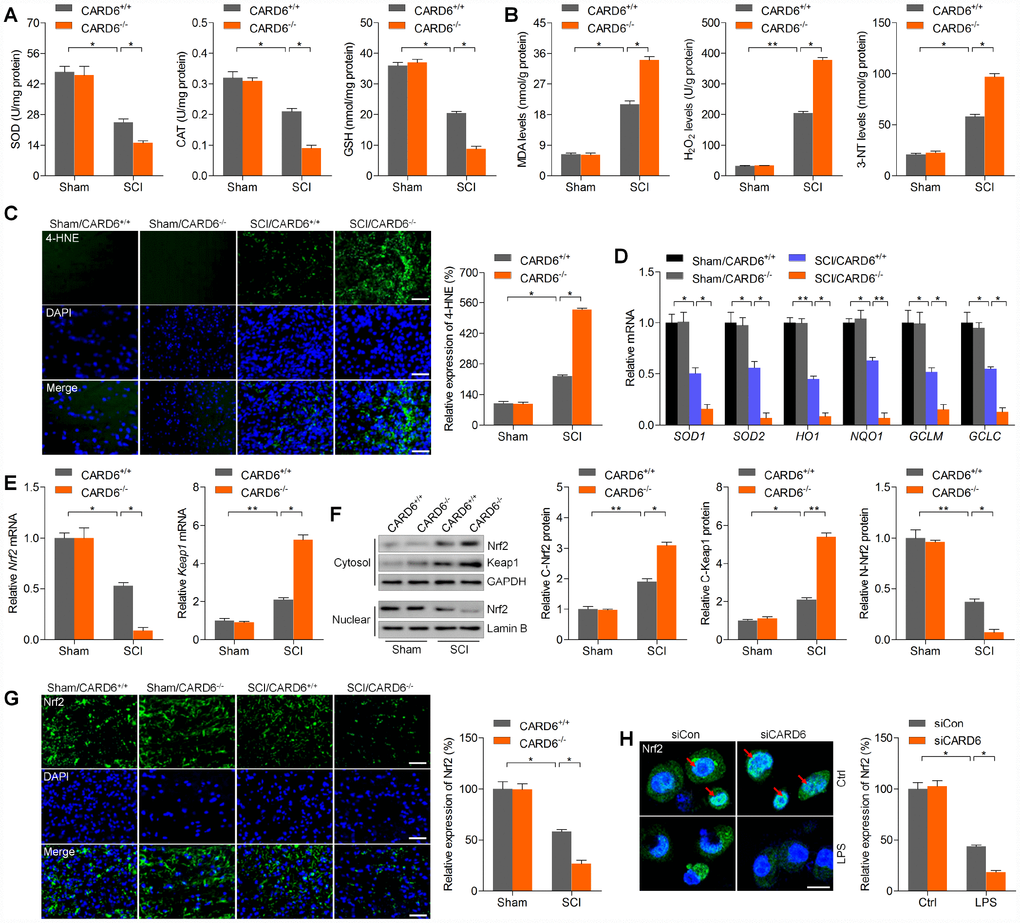 CARD6 knockout promotes oxidative stress after SCI. Measurements of (A) SOD, CAT, GSH, (B) MDA, H2O2 and 3-NT in spinal cords of mice at 3 days after SCI. (C) Representative images of 4-HNE by IF staining in dorsal horn of mice. The relative expression of 4-HNE was quantified. Scale bar: 100 μm. (D) RT-qPCR analysis of SOD1, SOD2, HO1, NQO1, GCLM and GCLC mRNA levels in the lumbar spinal cord segments. (E) RT-qPCR analysis of Nrf2 and Keap1 mRNA expression levels in the lumbar spinal cord segments. (F) Western blot analysis of cytosolic Nrf2 and Keap1, and nuclear Nrf2 protein expression levels in the lumbar spinal cord segments. (G) Representative images of Nrf2 by IF staining in dorsal horn of mice. The quantification of Nrf2 expression levels was showed. Scale bar: 100 μm. (H) IF staining of Nrf2 in BV2 cells transfected with siCARD6 followed by 24 h of LPS (100 ng/ml) stimulation. Then, Nrf2 expression levels were quantified. Scale bar: 25 μm. Data represented means ± SEM (n=8 each group for in vivo studies; n=6 each group for in vitro studies). *p **p 