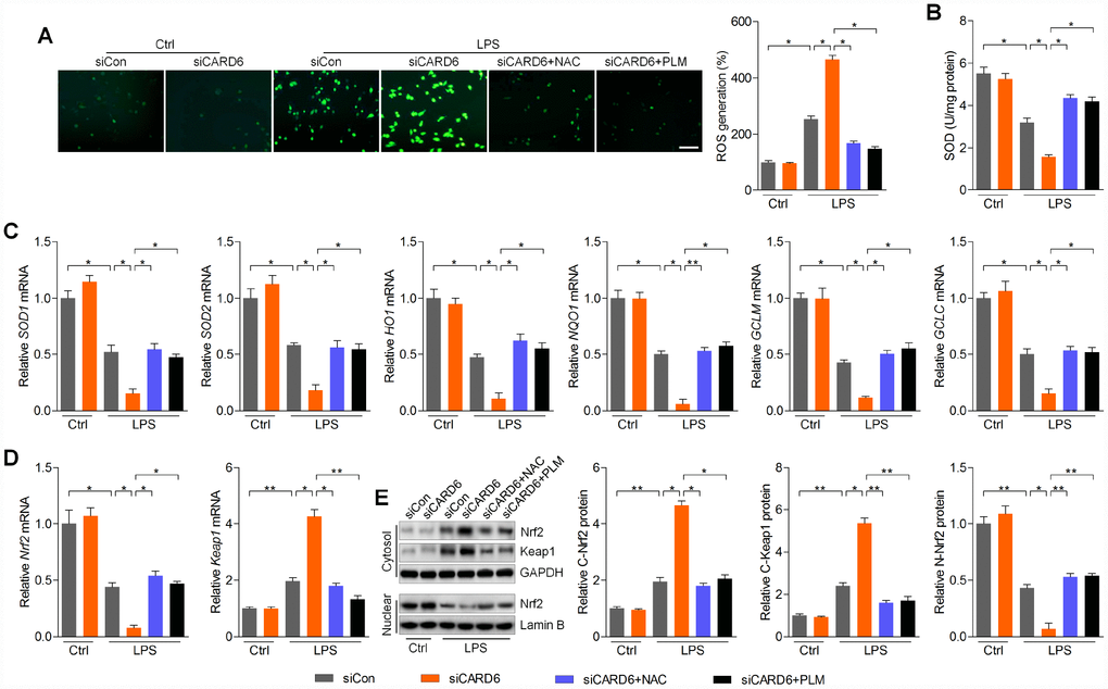 CARD6 knockdown-promoted oxidative stress is ROS dependent in LPS-incubated BV2 cells. (A–E) BV2 cells transfected with or without siCARD6 were pre-treated with NAC (5 mM) or PLM (10 μM) for 2 h, followed by LPS (100 ng/ml) treatment for another 24 h. Then, all cells were collected for further studies. (A) DCF-DA analysis was used for the calculation of ROS production. Scale bar: 100 μm. (B) SOD activity in cells was measured. (C) RT-qPCR analysis was used to measure the mRNA levels of SOD1, SOD2, HO1, NQO1, GCLM and GCLC in cells. (D) Nrf2 and Keap1 mRNA expression levels were determined by RT-qPCR. (E) Cytosolic Nrf2 and Keap1, and nuclear Nrf2 expression levels were assessed using western blot analysis. Data represented means ± SEM (n=6 each group). *p **p 