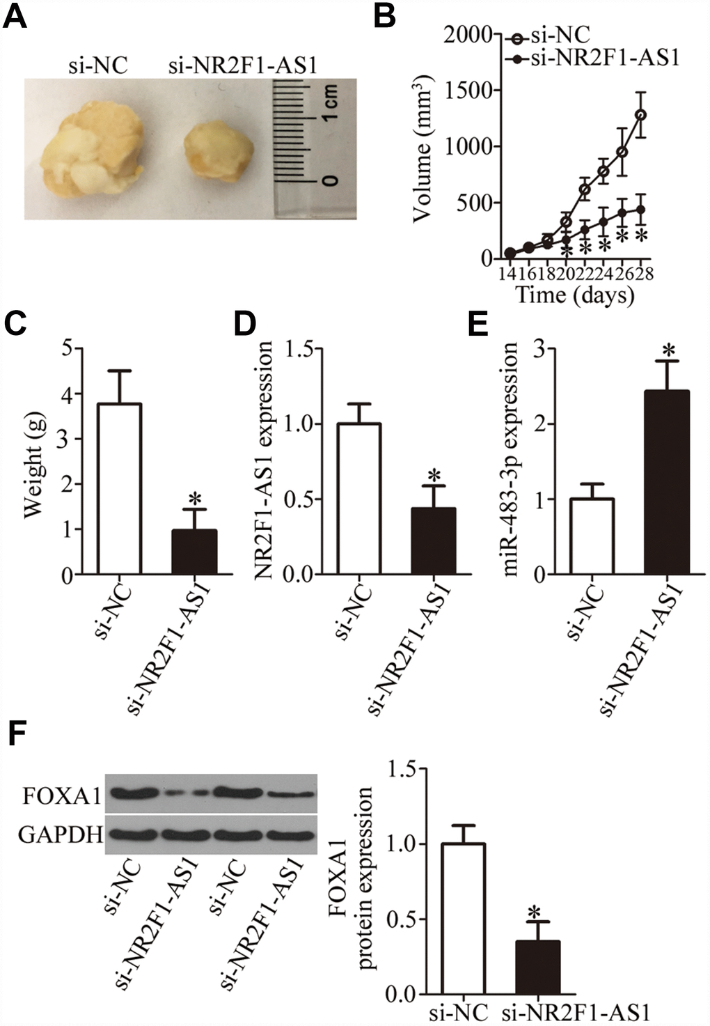 NR2F1-AS1 knockdown restrains the tumor growth of OS cells in vivo. (A) Representative images of tumor xenografts derived from HOS cells transfected with either si-NR2F1-AS1 or si-NC. (B) The volume of tumor xenografts derived from si-NR2F1-AS1–transfected or si-NC–transected HOS cells at 4 weeks postinjection. The tumor growth curves were constructed accordingly. *P C) Weights of tumor xenografts. *P D, E) The expression levels of NR2F1-AS1 and miR-483-3p were determined in the tumor xenografts by RT-qPCR. *P F) Western blotting was conducted to measure FOXA1 protein amounts in the tumor xenografts from the si-NR2F1-AS1 group and si-NC group. *P 