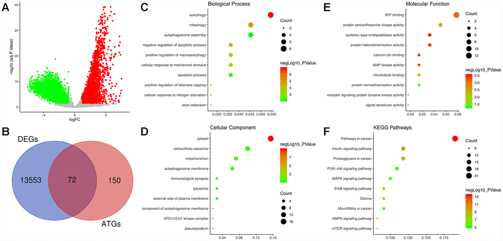 Identification of differentially expressed autophagy-related genes (DE-ATGs) in glioblastoma (GBM) and enrichment analysis. (A) Volcano plot of DEGs in tumor and normal samples of The Cancer Genome Atlas (TCGA) dataset. The vertical axis indicates the -log (adjusted P value [adj. P value]), and the horizontal axis indicates the log2 (fold change [FC]). The red dots represent upregulated genes, and the green dots represent downregulated genes (adj. P value 1). (B) Venn diagram showing the 72 DE-ATGs (the intersection of the DEGs and ATGs). (C) Biological processes enriched in the DE-ATGs. (D) Cellular components enriched in the DE-ATGs. (E) Molecular functions enriched in the DE-ATGs. (F) Kyoto Encyclopedia of Genes and Genomes (KEGG) pathways enriched in the DE-ATGs.