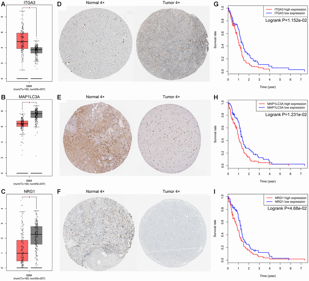 Expression and survival analysis for ITGA3, MAP1LC3A and NRG1 in GBM. The expression levels of ITGA3 (A), MAP1LC3A (B) and NRG1 (C) in tumor and normal tissues were validated in the GEPIA database, which included 163 GBM samples and 207 normal samples. The red box on the left was tumor group, and the gray box on the right was normal group. The expression profiles of the proteins encoded by ITGA3 (D), MAP1LC3A (E) and NRG1 (F) in normal and tumor tissues using clinical specimens from the Human Protein Profiles. K-M OS curves based on the expression levels of ITGA3 (G), MAP1LC3A (H) and NRG1 (I) in patients with GBM in the TCGA dataset.