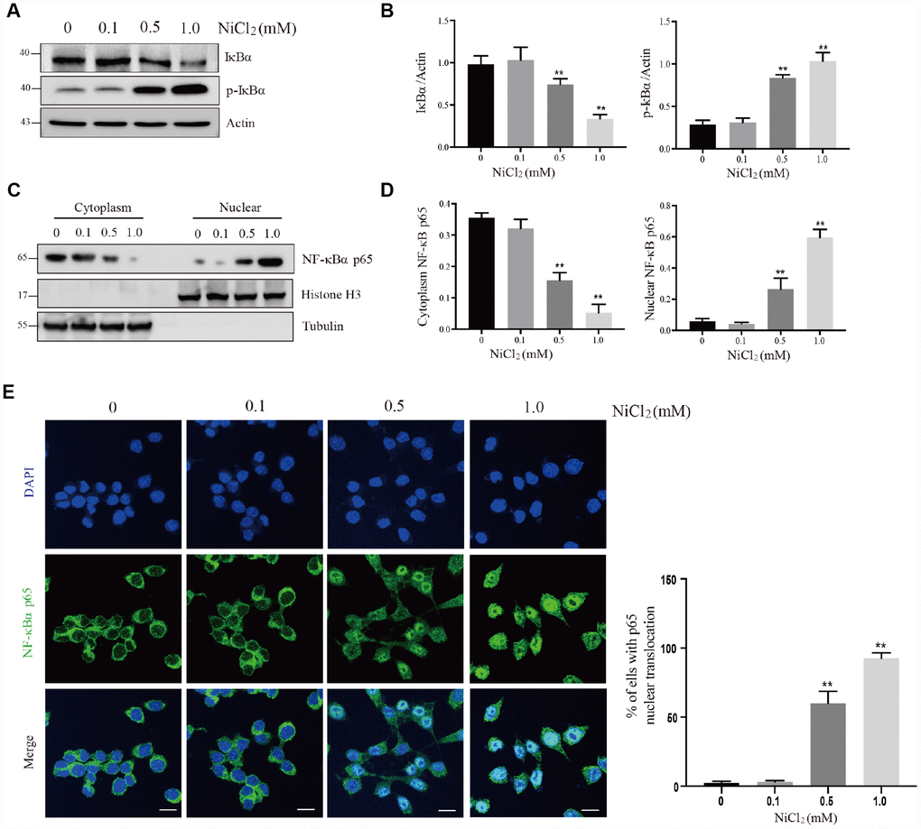 NiCl2 activates NF-κB pathway in BMDMs. (A and B) BMDMs are treated with NiCl2 (0, 0.1, 0.5 and 1.0 mM) for 24h, and immunoblotted for the whole cell lysis IκBα and p-IκBα protein expression. (C and D) cells are treated with NiCl2 (0, 0.1, 0.5 and 1.0 mM) for 24h, and immunoblotted for the cytoplasm and nuclear cell lysis NF-κB p65 protein expression. (E) The translocation of NF-κB p65 protein determined by NF-κB p65 staining of NiCl2-primed BMDMs. Scale bar 50 μm. Data are presented with the means ± standard deviation (n=5). *p 