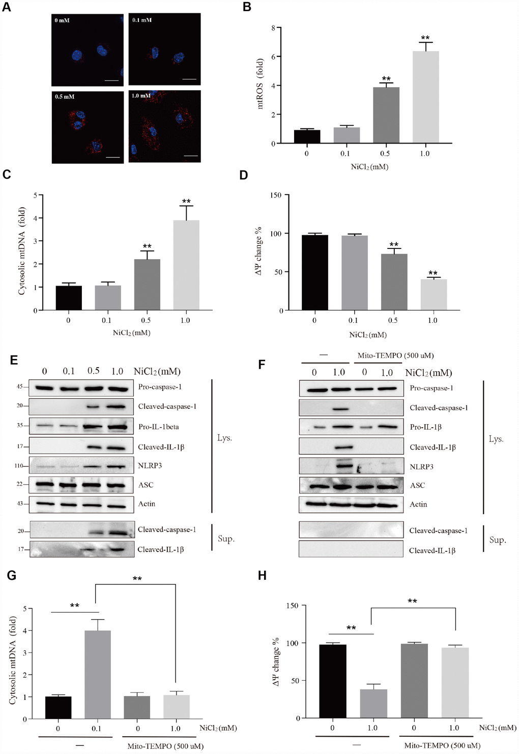 NiCl2 activates NLRP3 inflammasome pathway in BMDMs. (A and B) Relative mtROS amounts determined by MitoSOX-red staining of NiCl2-primed BMDMs. Scale bar 50 μm. (C) Relative cytosolic mtDNA expression in NiCl2-primed BMDMs. (D) NiCl2-induced changes in mitochondrial membrane potential (Ψm) in BMDMs measured by TMRM fluorescence. (E) Immunoblot analysis of pro-caspase-1, cleaved-caspase-1, pro-IL-1β, cleaved- IL-1β, NLRP3 and ASC in lysates of NiCl2-treated BMDMs, and cleaved-caspase-1and cleaved- IL-1β in the supernatant. (F) Immunoblot analysis of pro-caspase-1, cleaved-caspase-1, pro-IL-1β, cleaved- IL-1β, NLRP3 and ASC in lysates of Mito-TEMPO (500 μM)-pre-treated 1h before 24h of NiCl2 stimulation. (G) Relative cytosolic mtDNA expression in NiCl2-treated (24h) BMDMs in the presence/absence of Mito-TEMPO (500 μM, 1h) pre-treatment. (H) Changes of mitochondrial membrane potential (Ψm) in NiCl2-treated (24h) BMDMs in the presence/absence of Mito-TEMPO (500 μM, 1h) pre-treatment. Data are presented with the means ± standard deviation (n=5). *p 