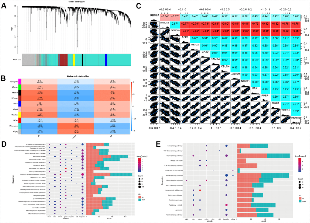 Weighted correlation network analysis. (A) Recognition module, each module was given an individual color as identifiers, including 10 different modules. (B) Correlation heat map of gene modules and phenotypes, the red is positively correlated with the phenotype, blue is negatively correlated with the phenotype. (C) The correlation between RBM8A and hub genes, red indicates negative correlation and blue indicates positive correlation (D) Biological processes of module genes, the significance of enrichment gradually increases from blue to red, and the size of the dots indicates the number of differential genes contained in the corresponding pathway. (E) KEGG pathways analysis of module genes. The significance of enrichment gradually increases from blue to red, and the size of the dots indicates the number of differential genes contained in the corresponding pathway.