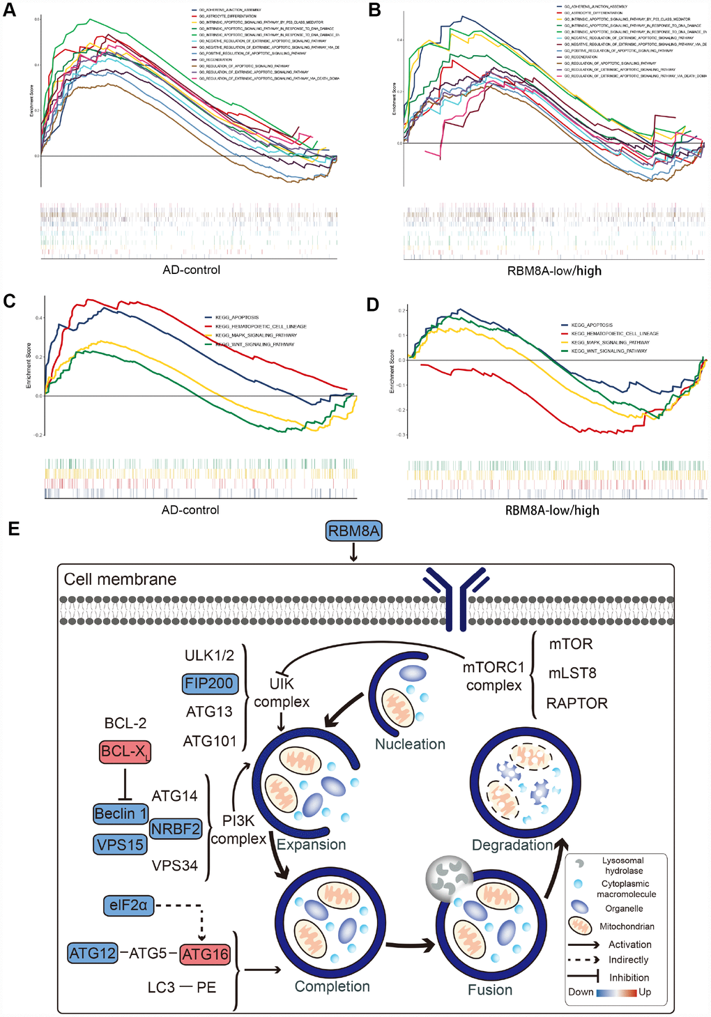 Result of Gene Set Enrichment Analysis. (A) Biological processes enriched in AD. (B) Biological processes enriched in RBM8A-low. (C) KEGG pathways enriched in AD. (D) KEGG pathways enriched in RBM8A-low. (E) Potential mechanism of low expression of RBM8A associated with AD, blue indicates the down-regulated gene and red indicates the up-regulated gene.