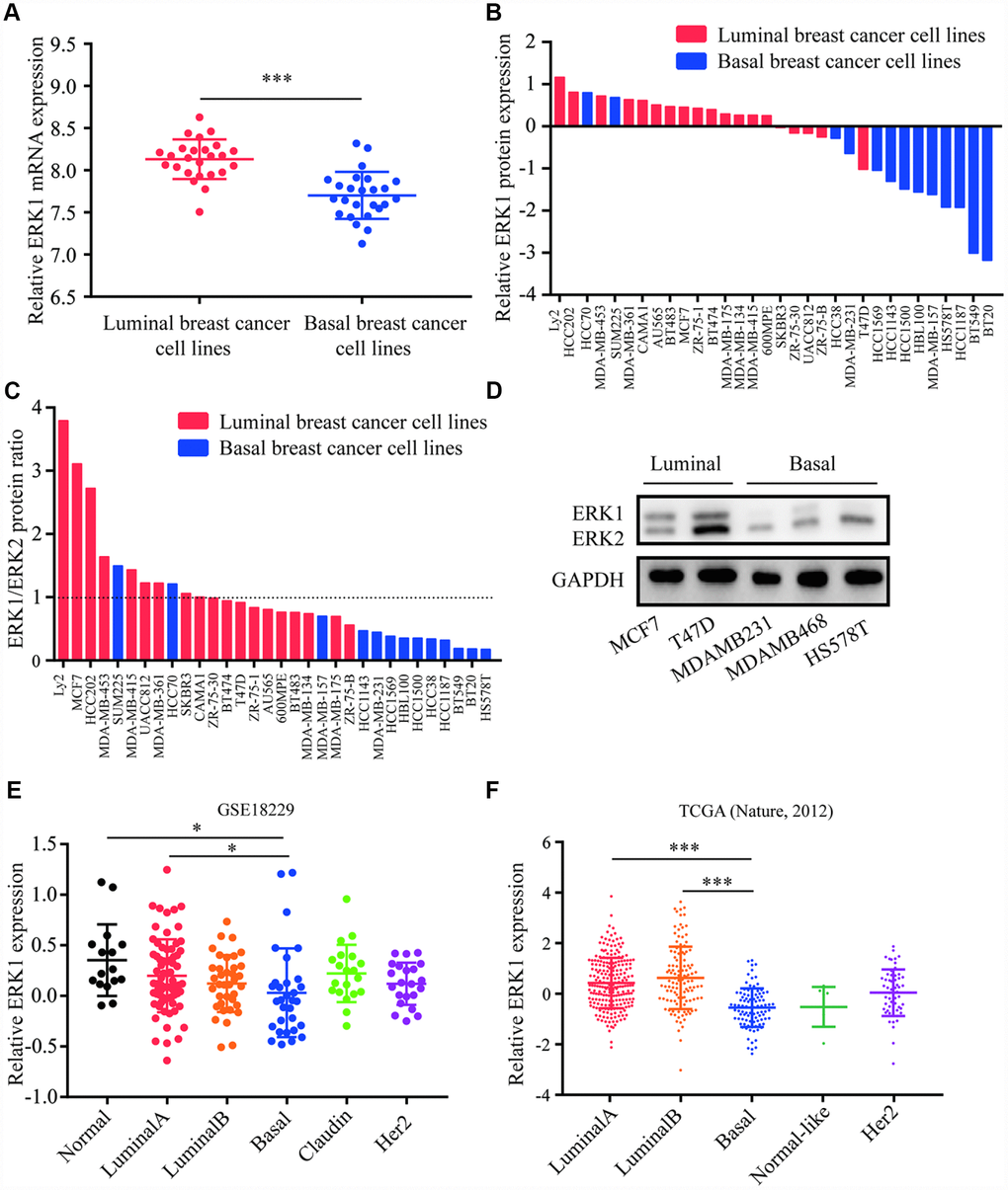 Expression of ERK1 and ERK2 in breast cancer. (A) Analysis of data for 50 breast cancer cell lines suggested that ERK1 mRNA was elevated in luminal breast cancer subtype when compared with basal breast cancer subtype. (B) Analysis of western blotting data from 32 breast cancer cell lines suggested that ERK1 protein expression was lower in basal breast cancer subtype when compared with luminal breast cancer subtype. (C) Analysis of western blotting data from 32 breast cancer cell lines suggested that ERK1/ERK2 protein expression ratio was lower in basal breast cancer subtype when compared with luminal breast cancer subtype. (D) Western blotting confirmed that ERK1 was highly expressed in luminal breast cancer cell lines compared with basal breast cancer cell lines tested. (E) Analysis of GSE18229 dataset for 16 normal breast tissues and 180 breast tumors suggested that ERK1 was downregulated in basal breast cancer tumors when compared with Luminal A breast cancer subtype and normal breast tissues. (F) Analysis of TCGA dataset for 519 breast tumors showed that ERK1 was downregulated in basal breast cancer tumors when compared with Luminal A breast cancer subtype and Luminal B breast cancer subtype. *, p