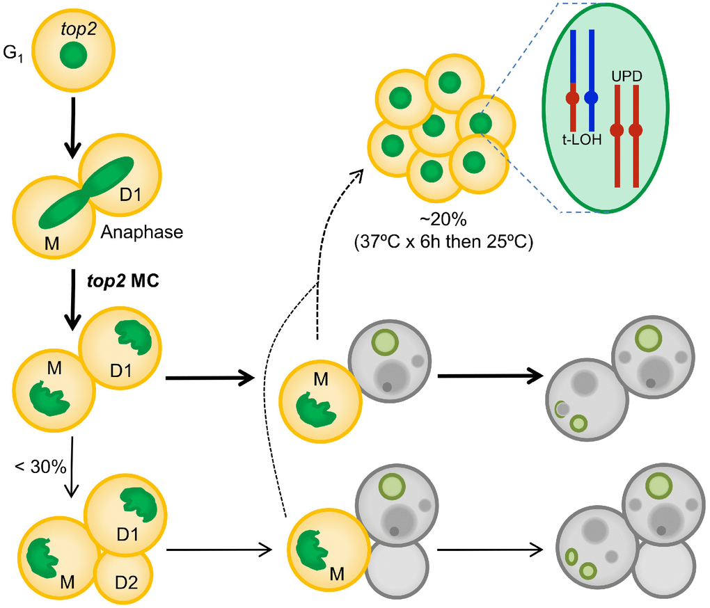 Summary of the top2-mediated mitotic catastrophe and the fate of the immediate progeny. After inactivation of Top2, cells cannot resolve sister chromatids in anaphase, leading to an anaphase bridge between the mother (M) and its daughter (D1). These bridges are quickly severed (at least in the top2-5 mutant [25]). The immediate progeny coming from the top2 mitotic catastrophes (MCs) is largely unable to enter a new cell cycle (do not re-bud) despite remaining metabolically active for many hours; hence, these cells become senescent. Only ~25% of the original mothers re-bud once (D2) after the top2 MC. The long-term fate of most daughter cells is death. They will eventually die through accidental cell death (ACD), as deduced from both the asynchrony and asymmetry of death events and the lack of regulation by the death modulator Yca1(Mca1). The inability to enter a new cell cycle is likely a consequence of both the massive DNA damage as a consequence of bridge severing, and the misdistribution of essential genetic material coded on the chromosome arms between the daughter cells. A small proportion of the progeny, especially those cell that underwent a milder top2 MC (e.g., already in S/G2 at the time of Top2 inactivation) survives to yield a population of cells with characteristic footprints of genomic instability. Two of these footprints, terminal loss of heterozygosity (T-LOH) and uniparental disomy (UPD) are expected outcomes from anaphase bridges.