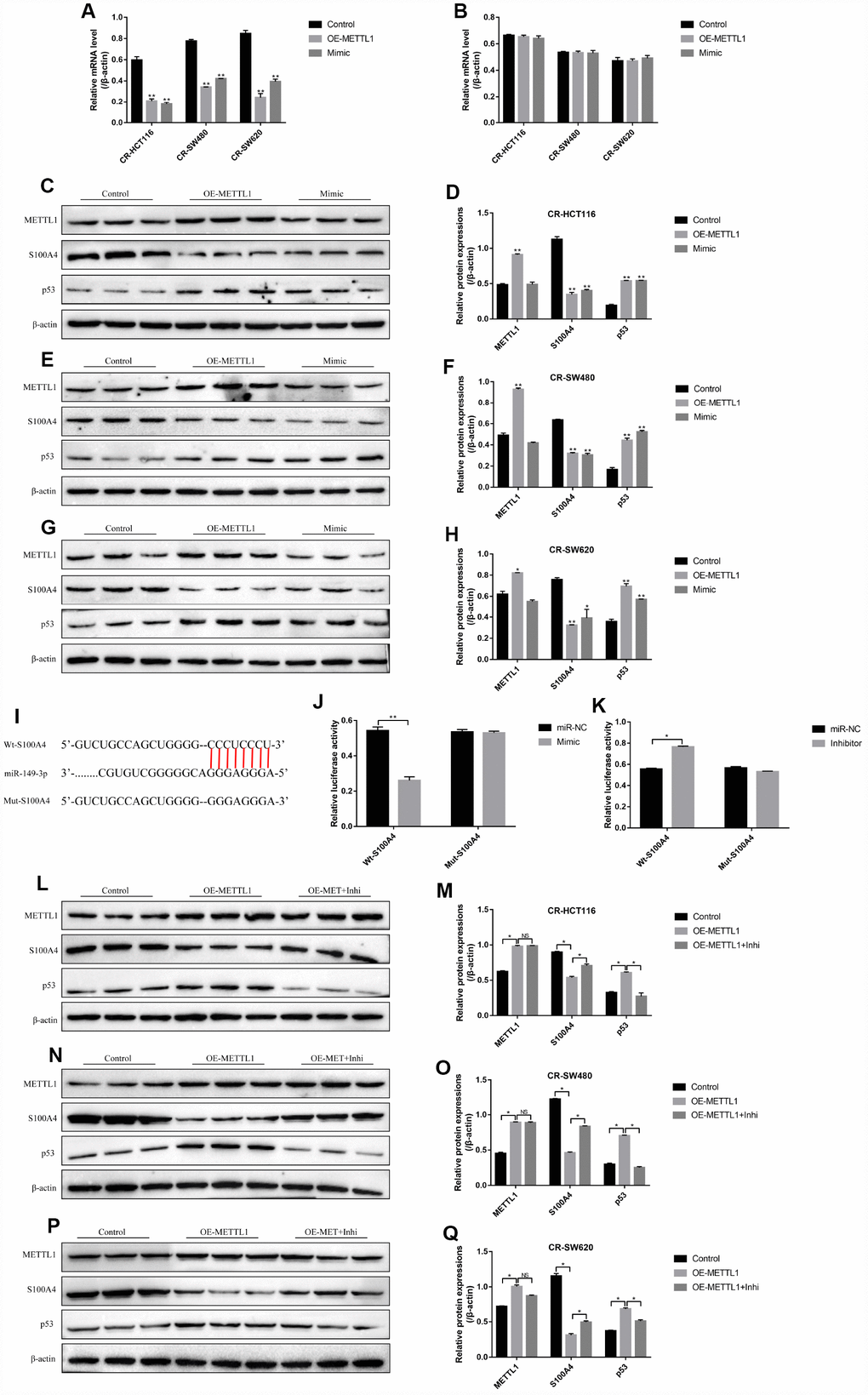 S100A4/p53 axis was the downstream target of METTL1 and miR-149-3p. Real-Time qPCR was conducted to detect the mRNA levels of (A) S100A4 and (B) p53 in CR-CC cells. Western Blot was performed to determine the expression levels of METTL1, S100A4 and p53 in (C, D) CR-HCT116 cells, (E, F) CR-SW480 cells and (G, H) CR-SW620 cells. (I) The binding sites of miR-149-3p and the 3′UTR regions of S100A4 were predicted by online starBase software. Western Blot was used to detect the expression levels of METTL1, S100A4 and p53 in (L, M) CR-HCT116 cells, (N, O) CR-SW480 cells and (P, Q) CR-SW620 cells. (“OE-METTL1” represented “Overexpressed METTL1 group”, and “OE-METTL1+Inhi” represented “Overexpressed METTL1 plus miR-149-3p inhibitor group”). All the experiments repeated at least 3 times. “*” means p p 