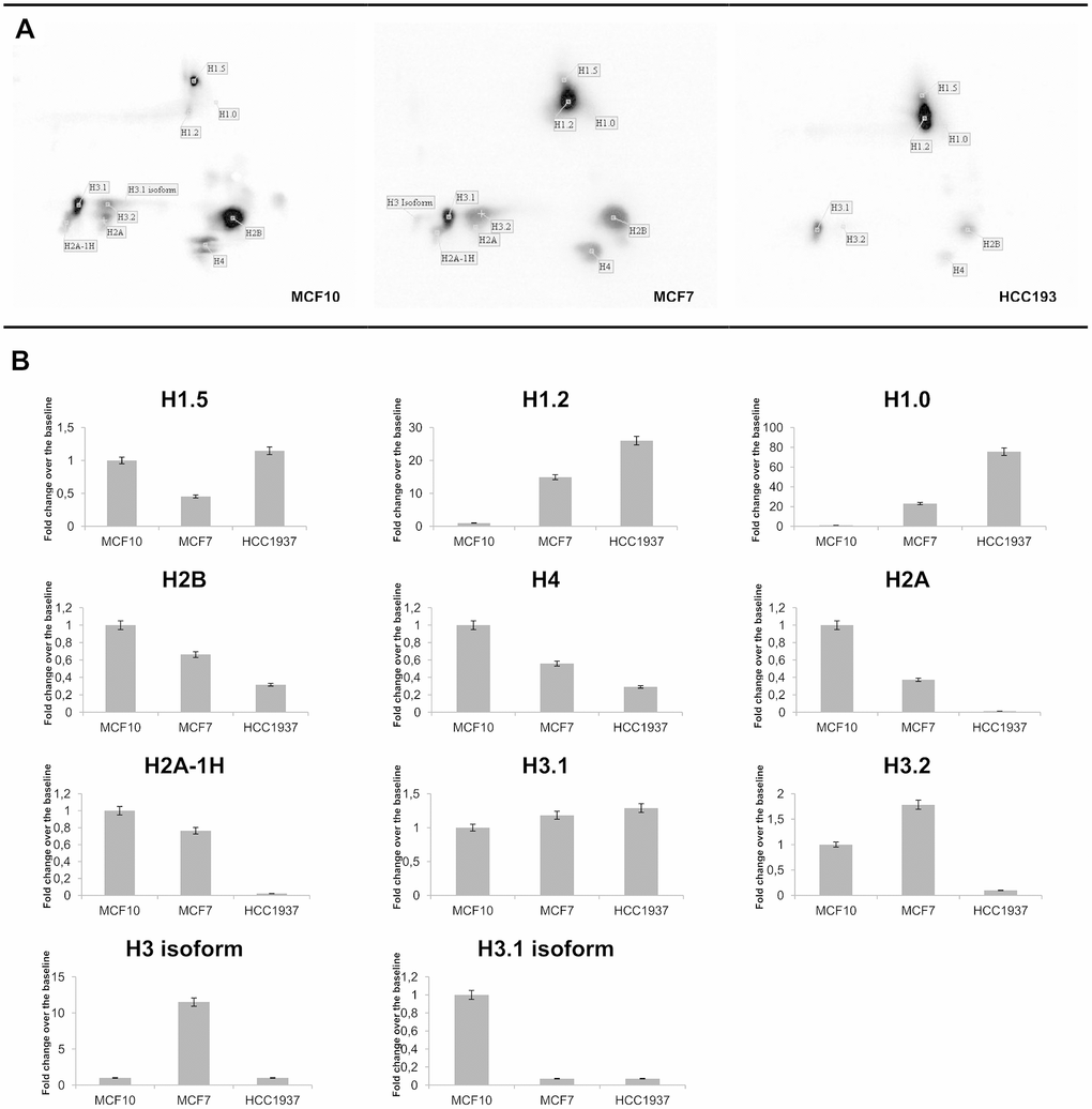 Tyrosine phosphorylation profiling of histones by 2D Western Blot analysis. 2D TAU Western blot of histone tyrosine phosphorylation pattern (panel A) and densitometry analysis of differentially expressed spots (panel B). The assay was repeated in three independent biological replicates; statistical analysis was done by one-way ANOVA, followed by Dunnett's multiple comparisons test. Differences were considered significant when P≤0.05(*). Data are expressed as mean ± SEM (N =3). Images relative to proteins normalization are provided as Supplementary Figure 2.