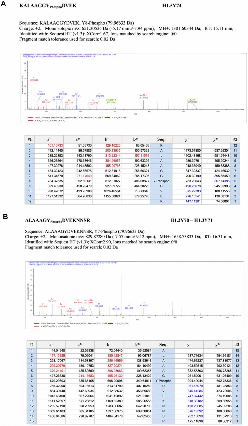 Fragmentation MS/MS spectra. (Panel A) Fragmentation MS/MS spectra of the modified peptide carrying the novel PTMs. MS/MS data are referred to histone H1.5. Data were analyzed by Proteome Discoverer 1.4 software. MS/MS data were searched on the Human UniProt database. False discovery rate (FDR) of peptide identifications was estimated using the “Target-decoy PSM validator” node in Proteome Discoverer. Cut off filters 95% confidence and a minimum of two peptide identifications per protein. (Panel B) Fragmentation MS/MS spectra of the modified peptide carrying the novel PTMs. MS/MS data are referred to histones H1.2 and H1.3. Data were analyzed by Proteome Discoverer 1.4 software. MS/MS data were searched on the Human UniProt database. False discovery rate (FDR) of peptide identifications was estimated using the “Target-decoy PSM validator” node in Proteome Discoverer. Cut off filters 95% confidence and a minimum of two peptide identifications per protein.