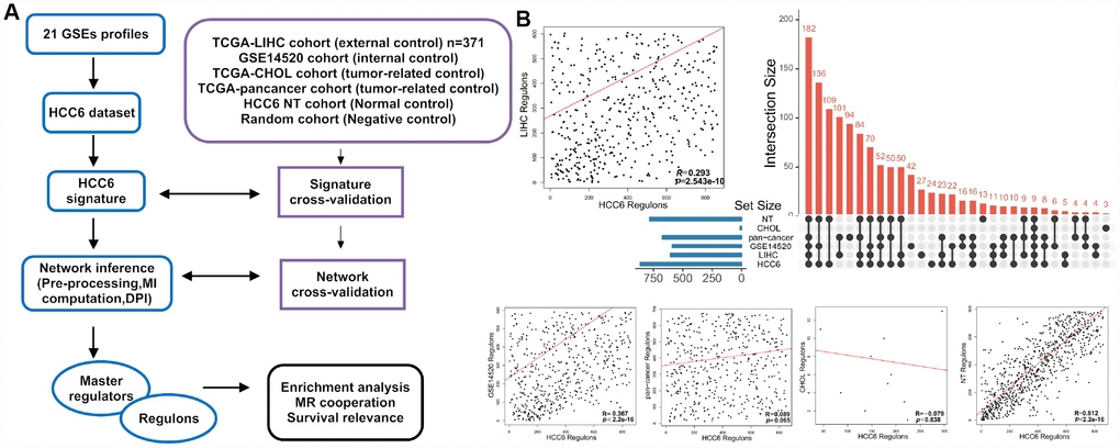 Schematic representation of MR discovery and validation in HCC datasets. (A) Different HCC-related gene expression datasets were analyzed in parallel with the ARACNe-MRA pipeline. (B) MRA agreement among different cohorts using unfiltered networks. The scatter plots show ranking agreement (by enrichment P-values) for all regulons between the different cohorts. Each dot represents one regulon (MR and all its targets) in the TN. The correlation coefficient R is given for each pairwise ranking. An UpSet plot of the intersection of identified regulons in different cohorts is presented in the right panel.