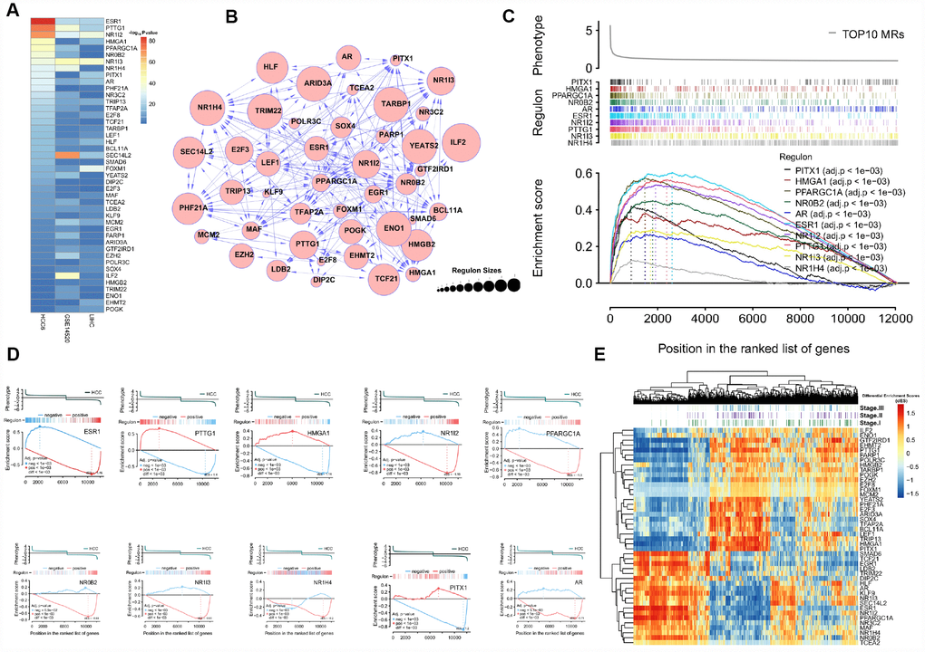 Profiling of conserved MRs. (A) Regulons are ranked by corresponding enrichment P-values, estimated for the HCC6, LIHC, and GSE14520 cohorts. (B) Network view of 44 consistent MRs. (C) GSEA of the top 10 MRs. (D) Examples of the top 10 MRs for which 2-tailed GSEA was carried out. (E) dES heatmap of the 44MRs.