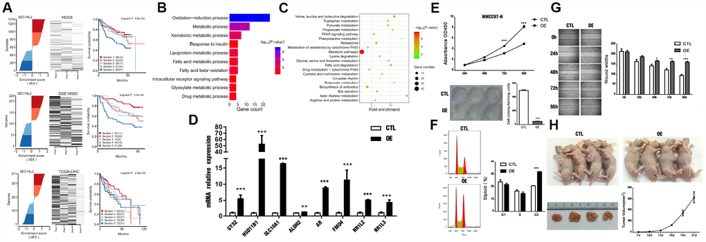 SEC14L2 is a potential HCC suppressor. (A) Calculation of dES and survival responses for SEC14L2 in the HCC6 cohort. (B) GO terms enrichment analysis of SEC14L2 regulon. (C) KEGG pathway enrichment analysis of SEC14L2 regulon. (D) Representative target genes of SEC14L2 regulon were significantly up-regulated after SEC14L2 overexpression. (E) SEC14L2 overexpression significantly inhibited cell proliferation (CCK-8 assay) and colony formation in HCC cell lines. Upper and lower panels show corresponding results in MHCC97-H cells. These assays were repeated in Huh7 cells (Supplementary Figure 6). (F) Cell-cycle distribution analysis of MHCC97-H cells overexpressing SEC14L2. (G) Cell migration (wound-healing) assay results. Data represent the average of three independent experiments in duplicate. (H) Effect of SEC14L2 overexpression on tumor xenografts in vivo. Almost total inhibition of tumor growth was observed after subcutaneous implantation of SEC14L2- overexpressing MHCC97-H cells in nude mice. OE, over-expressed; *P P P 