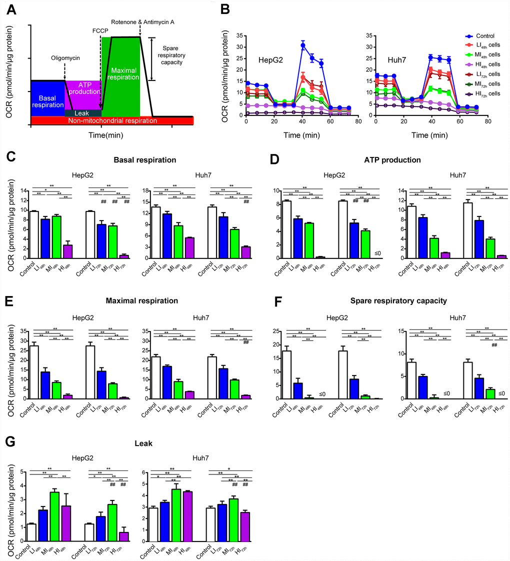 Changes in OCR of LI, MI and HI hepatocellular carcinoma cells. (A) Schematic of OCR analysis. (B) Representative OCR tracings of the control, LI, MI and HI cells at 48 h and 72 h. (C–G) The results of mitochondrial respiratory parameters for the control, LI, MI and HI cells at 48 h and 72 h. The results represent the mean ± SD, n=6 (except for HI48h HepG2 cells with n=5); #p ##p 