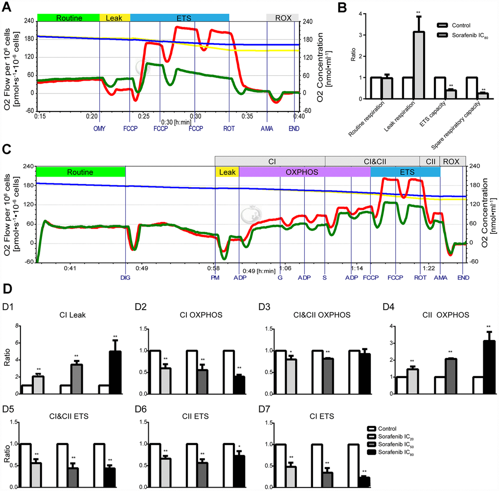 Effects of short-term treatment with sorafenib on mitochondrial respiratory function in HepG2 cells. (A, B) Representative tracings of high-resolution respirometry in intact HepG2 cells in the presence or absence of short-term treatment (15 min) with IC80 of sorafenib (A), and the statistical results of mitochondrial respiratory parameters (B). O2 flow per 106 cells (green line for HepG2 cells in the presence of sorafenib and red line for control cells) and O2 concentration (blue line for HepG2 cells in the presence of sorafenib and yellow line for control cells) were recorded in real time. OMY, oligomycin; FCCP, carbonylcyanide-4-(trifluoromethoxy)-phenylhydrazon; ROT, rotenone; AMA, antimycin A. (C) Representative tracings of the effects of short-term treatment with IC20 of sorafenib on the OXPHOS system in permeabilized HepG2 cells. DIG, digitonin; PM, pyruvic acid + L-malic acid; G, glutamate; S, succinate; FCCP, carbonylcyanide-4-(trifluoromethoxy)-phenylhydrazon; ROT, rotenone; AMA, antimycin A; CI, Complex I; CII, Complex II; OXPHOS, oxidative phosphorylation; ETS, electron transfer system; ROX, residual oxygen consumption. (D1–D7) Summarized OXPHOS analysis. CI Leak, leak respiration of CI; CII OXPHOS = CI&CII OXPHOS − CI OXPHOS; CI ETS = CI&CII ETS − CII ETS. All data are presented as the mean ± SD; *p 