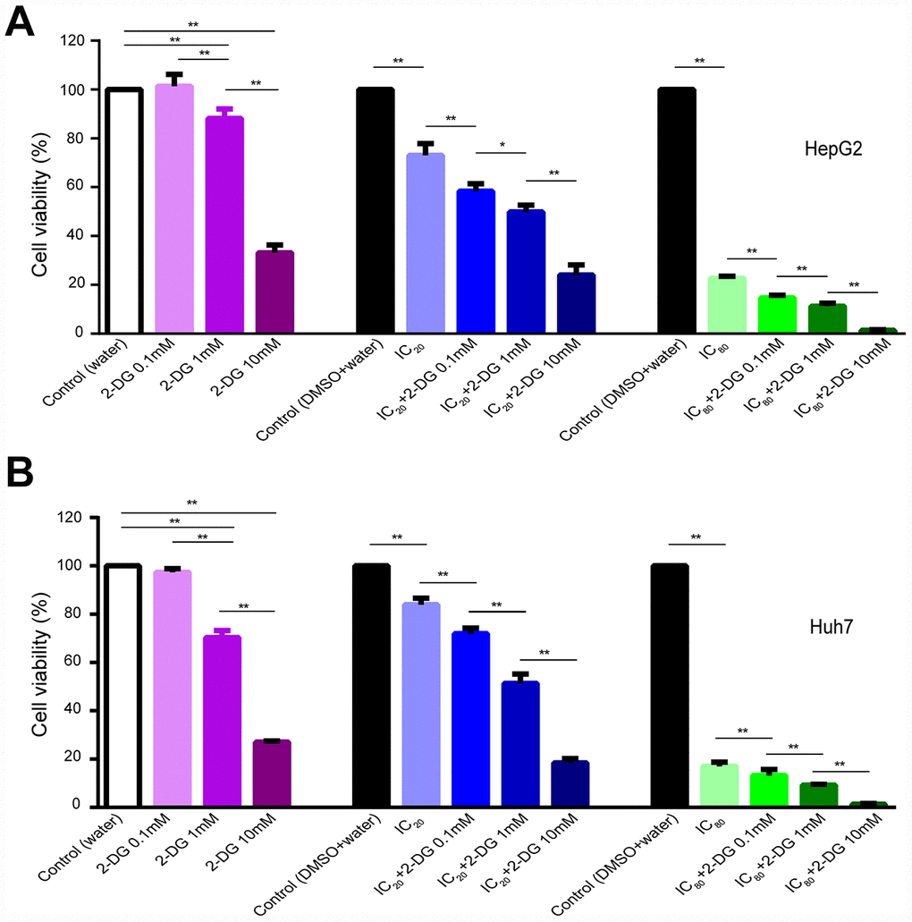 Effect of 2-DG and sorafenib on human HCC cell proliferation. (A, B) HepG2 cells (A) and Huh7 cells (B) were treated for 72 h with 2-DG alone, sorafenib alone, or in combination. Results are presented as the mean ± SD, n=4; *p 