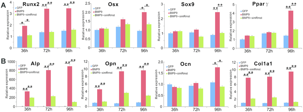 Silencing lncRNA Rmst expression reduces BMP9-induced expression of osteogenic, chondrogenic and adipogenic regulators and bone markers in MSCs. (A) Subconfluent iMADs were infected with Ad-BMP9 or Ad-GFP and AdR-simRmst. At the indicated time points, total RNA was isolated and subjected to TqPCR analysis with primers for mouse Runx2, Sox9, Osx, and Pparγ. Gapdh was used as a reference gene. “*” pB) The cDNA samples prepared in (A) were further subjected to TqPCR analysis with primers for mouse Alp, Opn, Ocn and Col1a1. Gapdh was used as a reference gene. “*” p