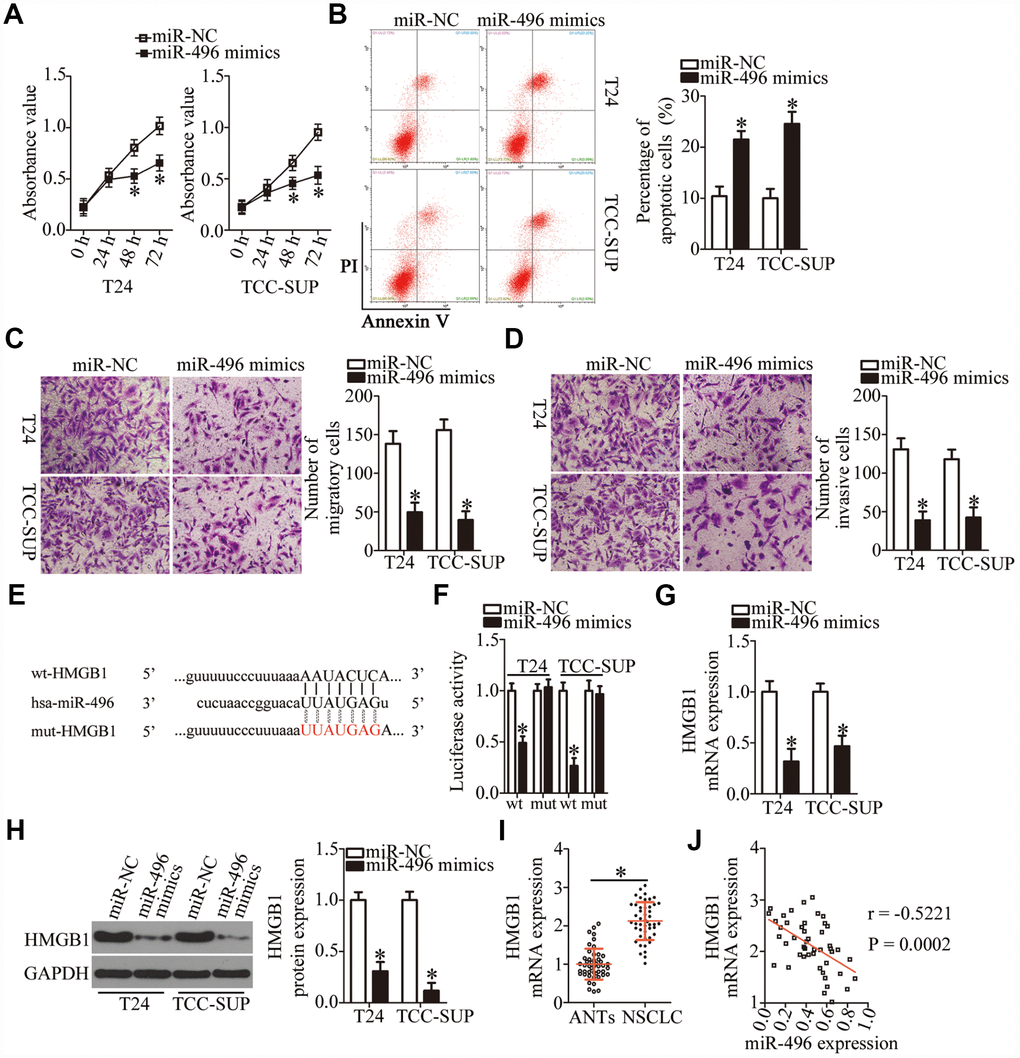 HMGB1 mRNA is a direct target of miR-496 in bladder cancer cells. (A) CCK-8 assay of the proliferation of T24 and TCC-SUP cells transfected with either the miR-496 mimics or miR-NC. *P B) The proportion of apoptotic miR-496–overexpressing T24 and TCC-SUP cells was detected by flow-cytometric analysis. *P C, D) The migratory and invasive abilities were examined in transwell migration and invasion assays involving T24 and TCC-SUP cells transfected with either the miR-496 mimics or miR-NC. *P E) The predicted wild-type and mutant miR-496–binding sequences in the 3′-UTR of HMGB1. (F) A reporter plasmid containing either a wild-type or mutant HMGB1 3′-UTR fragment was cotransfected in combination with either the miR-496 mimics or miR-NC into T24 and TCC-SUP cells, and luciferase activity was quantified. *P G, H) Detection of HMGB1 mRNA and protein expression levels in miR-496–overexpressing T24 and TCC-SUP cells by RT-qPCR and western blot analysis, respectively. *P I) HMGB1 mRNA expression was analyzed by RT-qPCR in the 47 pairs of bladder cancer tissue specimens and ANTs. *P J) Assessment of the correlation between miR-496 expression and HMGB1 mRNA expression among the 47 bladder cancer tissue specimens was performed via Spearman’s correlation analysis. r = -0.5221, P = 0.0002.