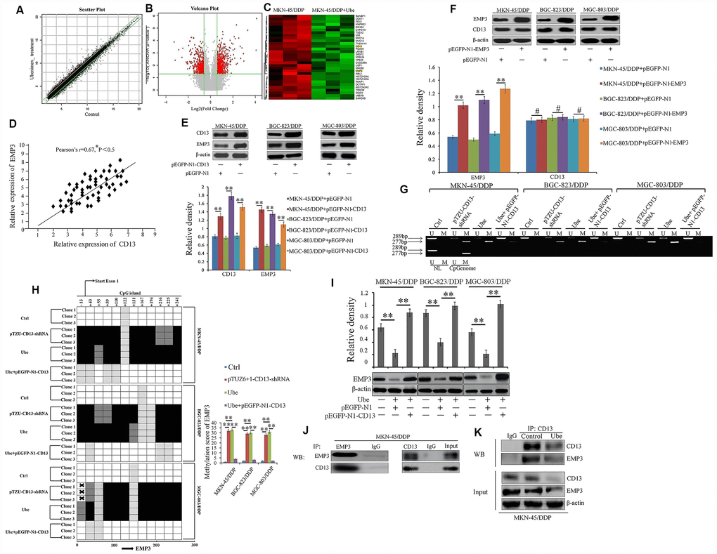 EMP3 is a potential downstream target of CD13 in Ubenimex-treated CDDP-resistant GC cells. (A) The scatter plot image showing the distribution of signal intensity in a rectangular coordinate plane. Red and green dots outside the interval represented the up-regulated probes in the Ubenimex-treated and control cells, respectively. (B) The volcano plot image for all of the genes. Gray and Red puncta represented equally (Fold ChangeC) Heat map was generated using R package to depict 1306 transcripts that were significantly differentially expressed in MKN-45/DDP cells after Ubenimex treatment (Fold Change≥1.5 and *PD) The correlation between EMP3 and CD13 expression in GC patients with CDDP treatment was supervised by Pearson correlation analysis. (E) EMP3 expression was identified by Western blot assay in CDDP-resistant GC cells after CD13 was over-expressed. (F) CD13 expression was also determined by Western blot assay in CDDP-resistant GC cells after EMP3 was over-expressed. (G) Methylation-specific PCR for EMP3 in CDDP-resistant GC cells. Bands M and U represented methylated and unmethylated EMP3, respectively (H) The methylation status of EMP3 CpG island promoter was clarified in CDDP-resistant GC cells with indicated treatment. The results are represented as bisulfite genomic sequencing of 3 individual clones in a 4-tiered semi-quantitative grey-scale pattern (left panels): white square, represented not methylated, and methylation score was “0”; light gray, represented weakly methylated and methylation score was “1”; gray represented moderately methylated and methylation score was “2”; black represented strongly methylated and methylation score was “3”. Means±SD of methylation score (right panel) from three independent experiments were also shown. **PI) CDDP-resistant GC cells were pre-transfected with pEGFP-N1-CD13 or NC plasmids for 24 h, and then stimulated with Ubenimex (0.2mg/mL) for another 24 h. EMP3 expression were detected by Western blot assay. (J, K) Direct interaction between endogenous CD13 and EMP3 in MKN-45/DDP (J) and Ubenimex-treated MKN-45/DDP cells (K) were determined by co-IP assays using anti-CD13 or anti-EMP3. For Western blot assay, all of the data were manifested as the representatives and the relative expression with means±SD from three independent experiments. **P 0.05.